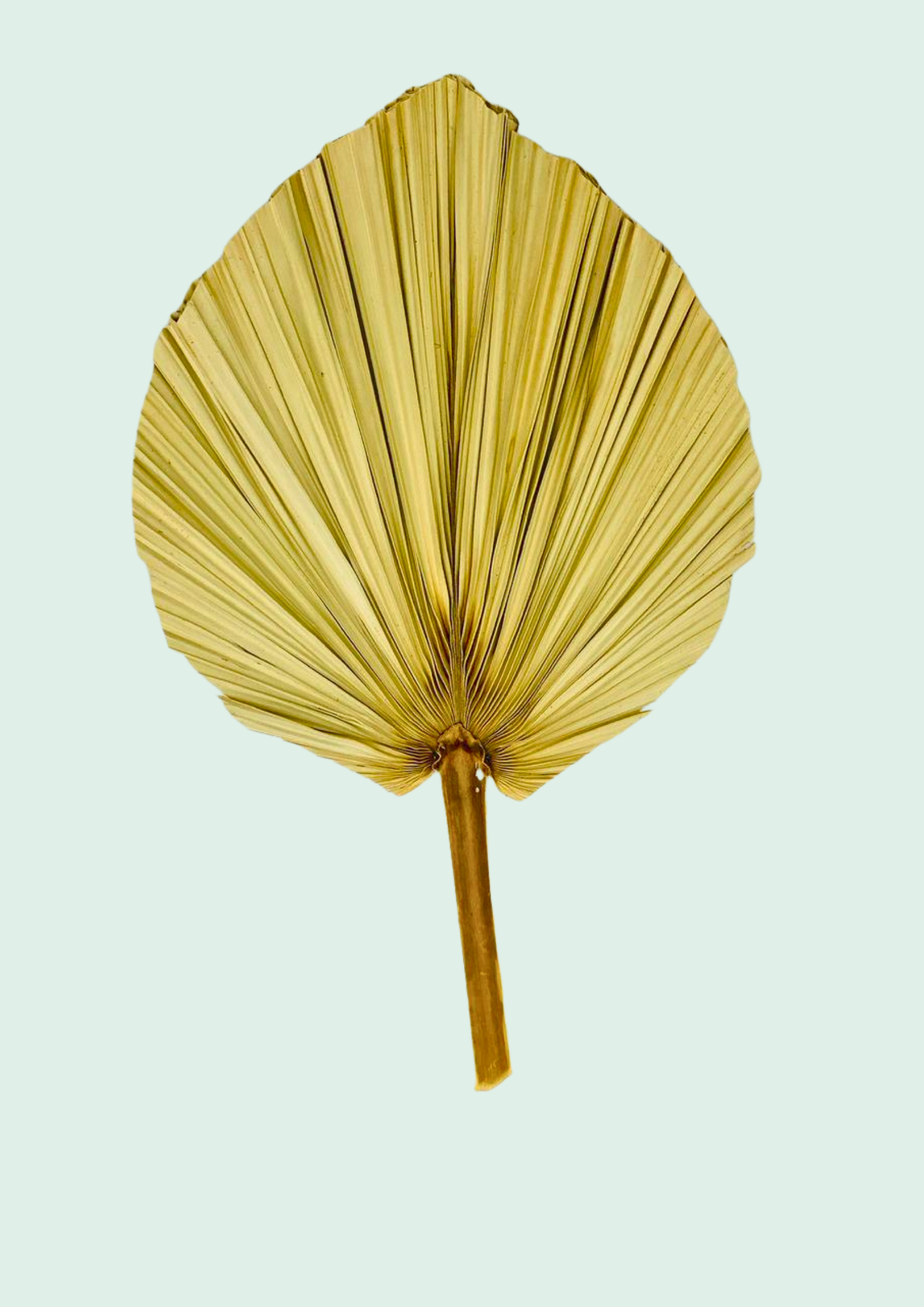 Dried Fan Palm Leaf