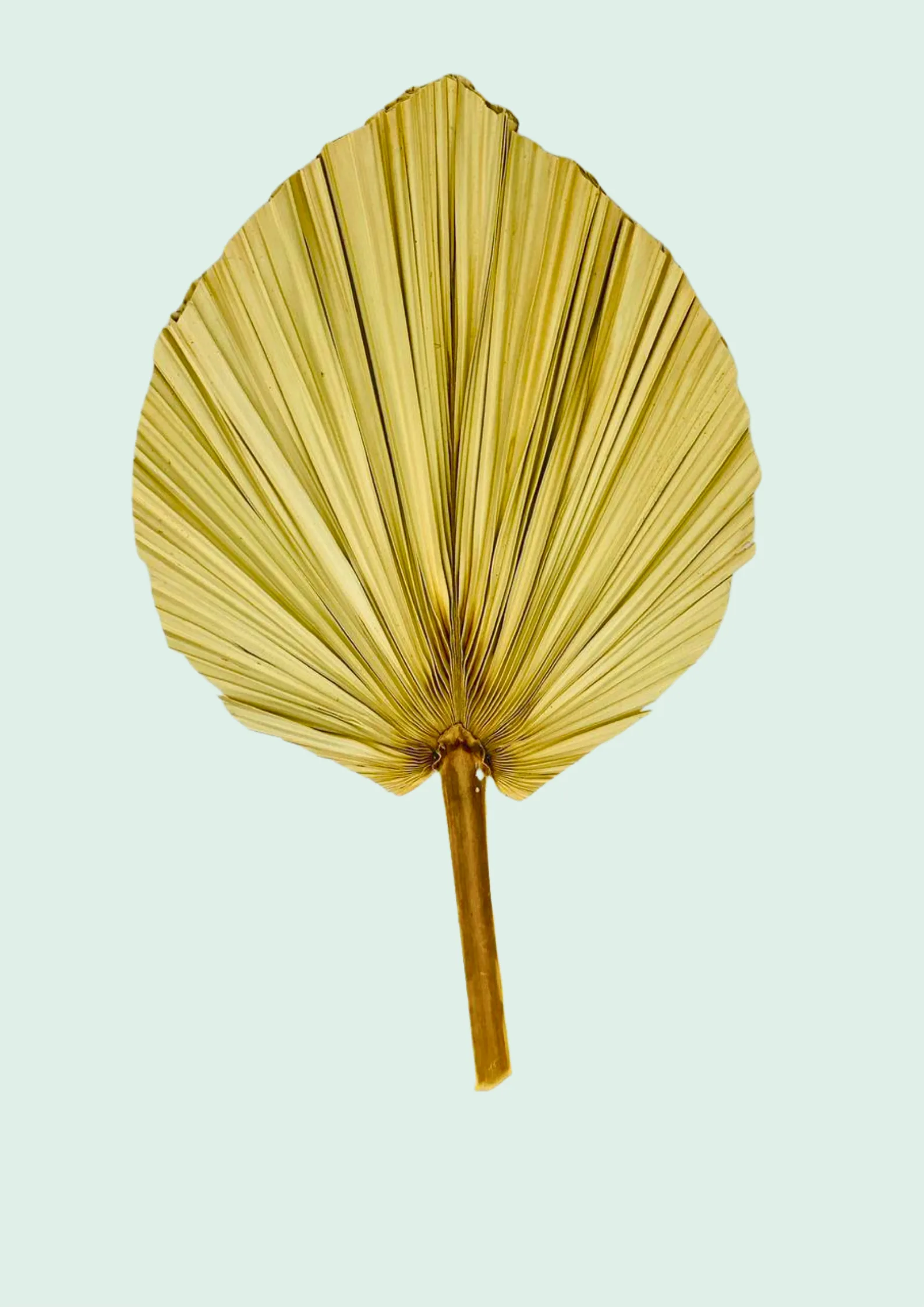 Dried Fan Palm Leaf