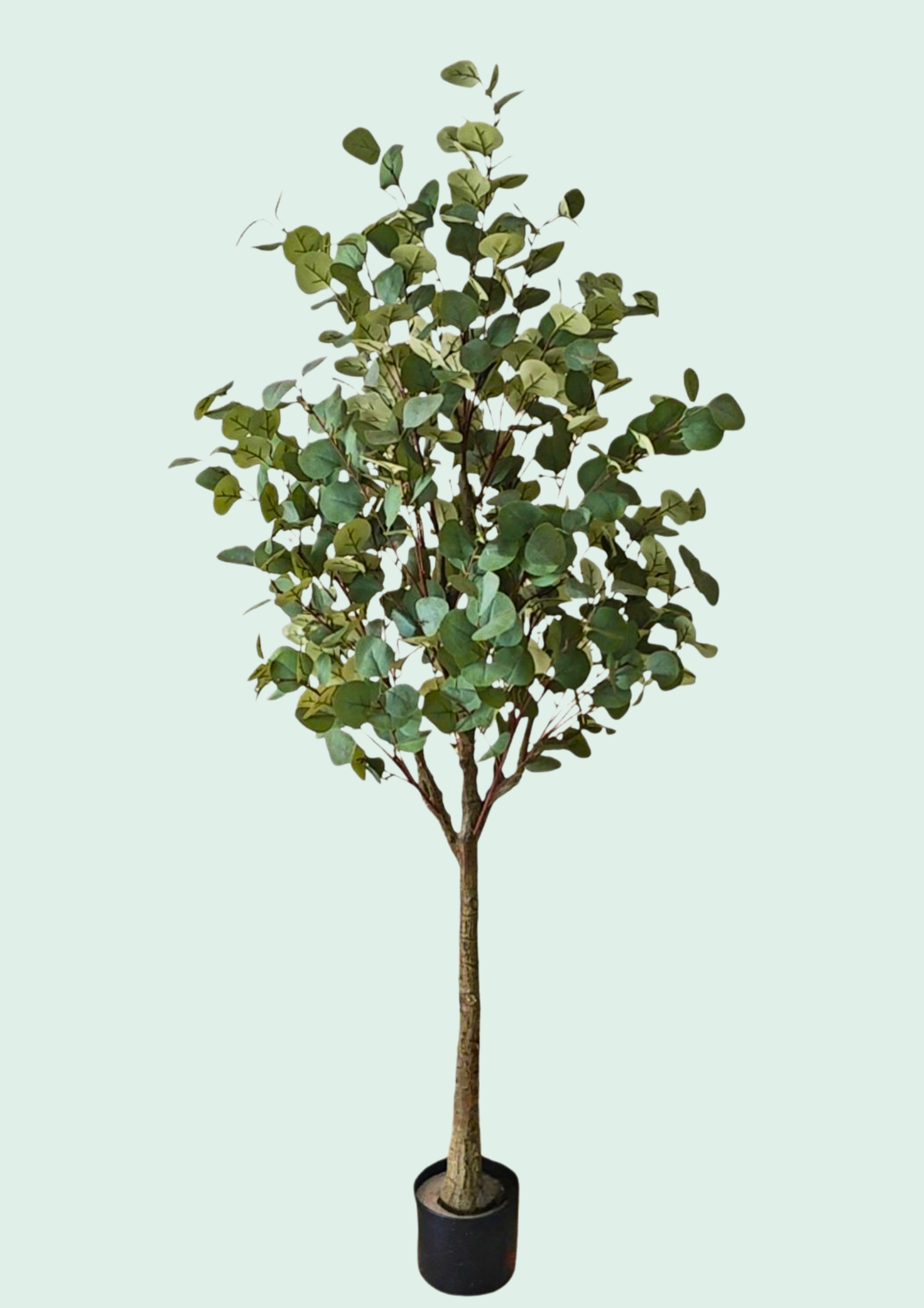 Eucalyptus Tree Potted