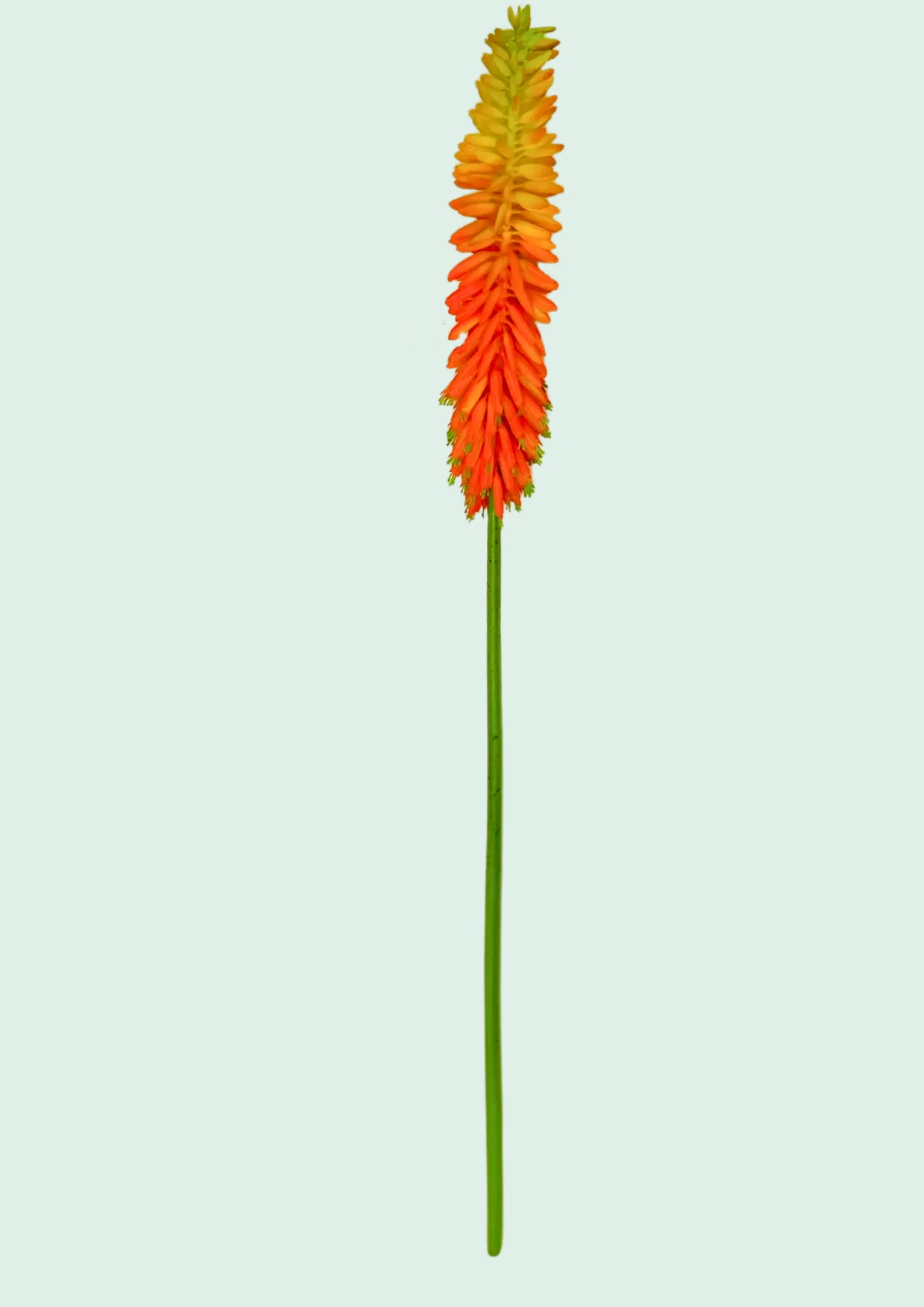 Red Hot Poker Flower Spike