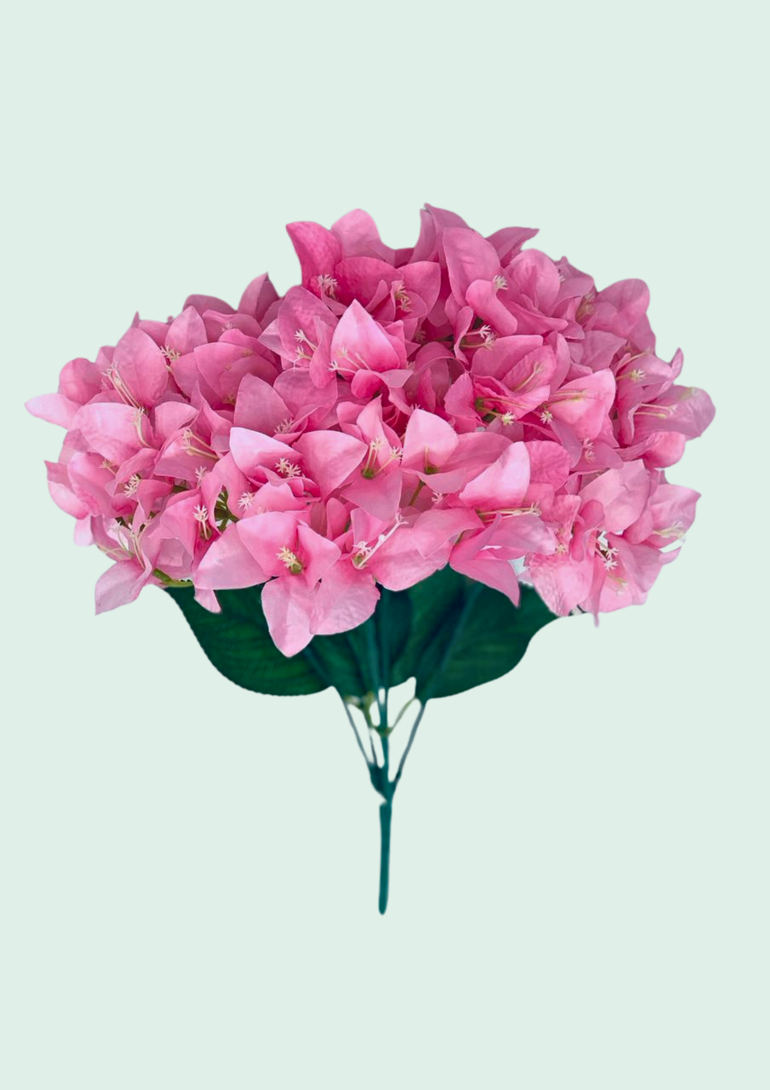 Bougainvillea Bush Pink