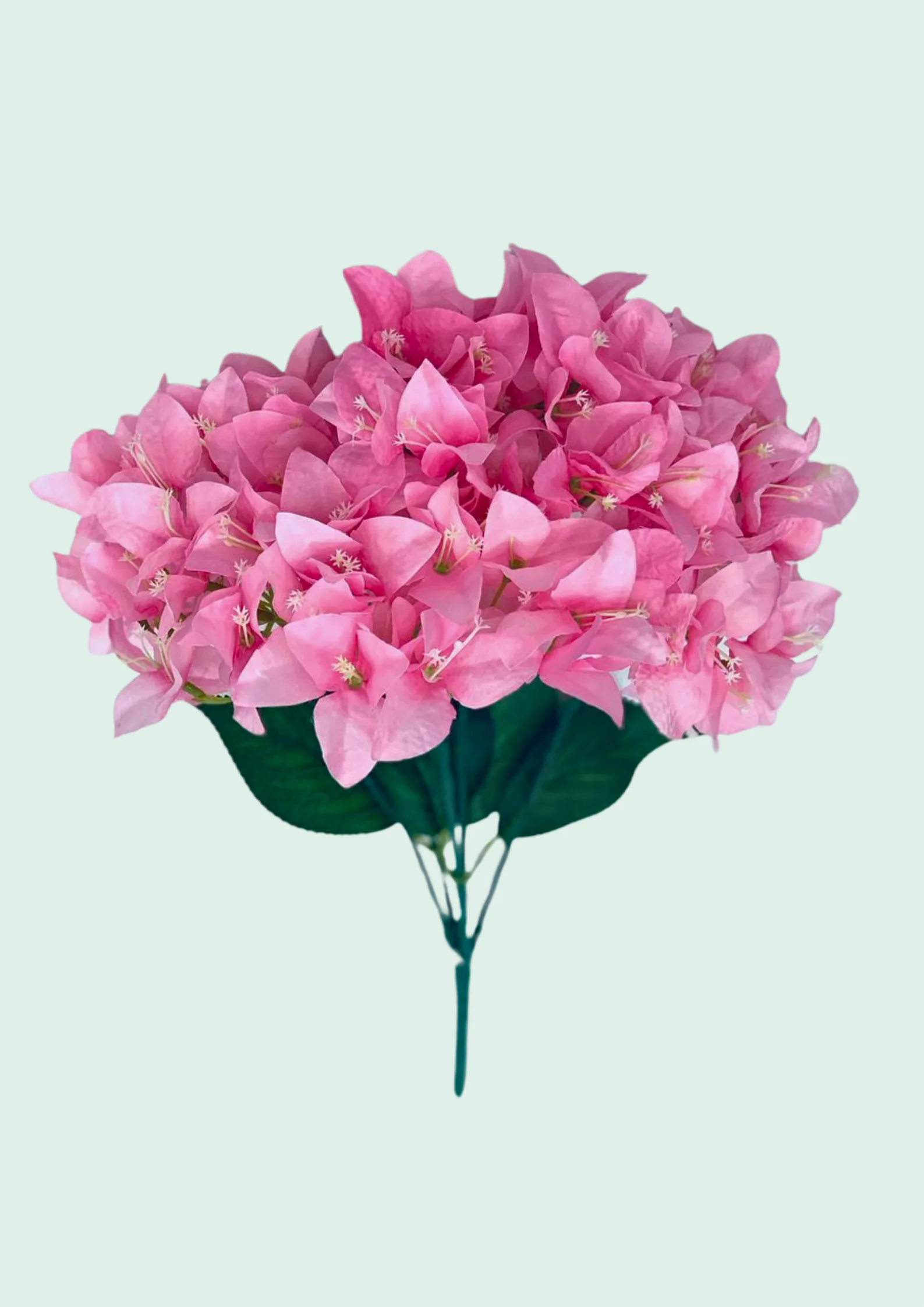 Bougainvillea Bush Pink