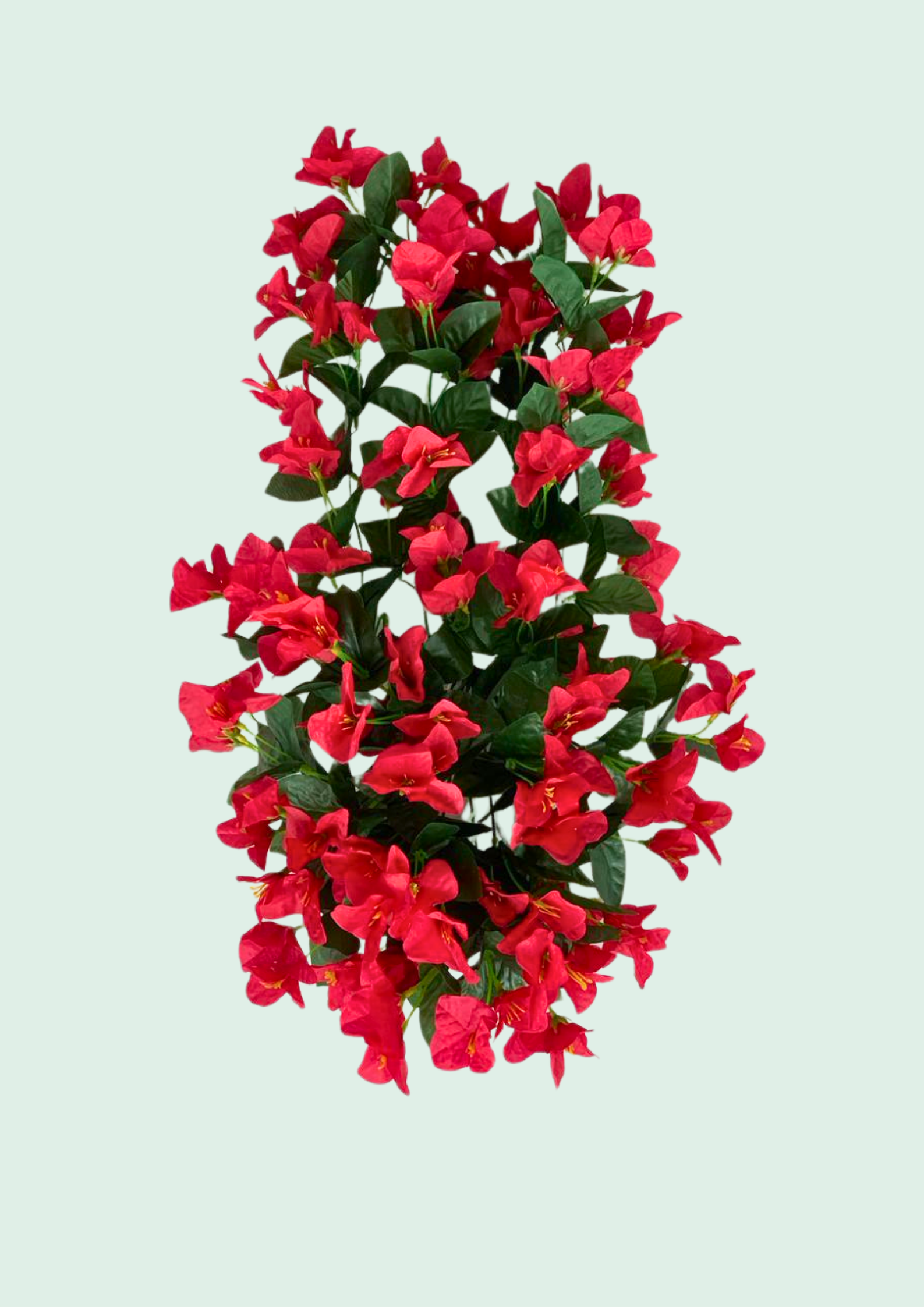Bougainvillea Bush Red