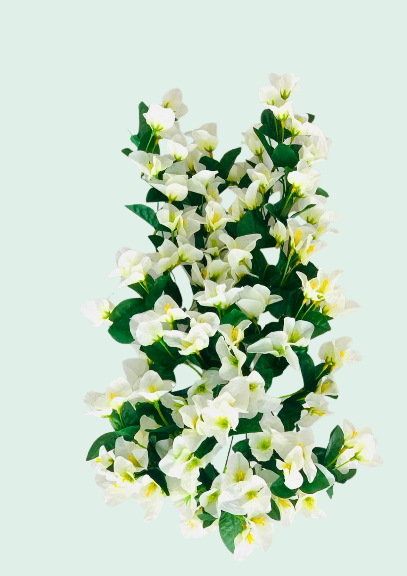 Bougainvillea Bush White