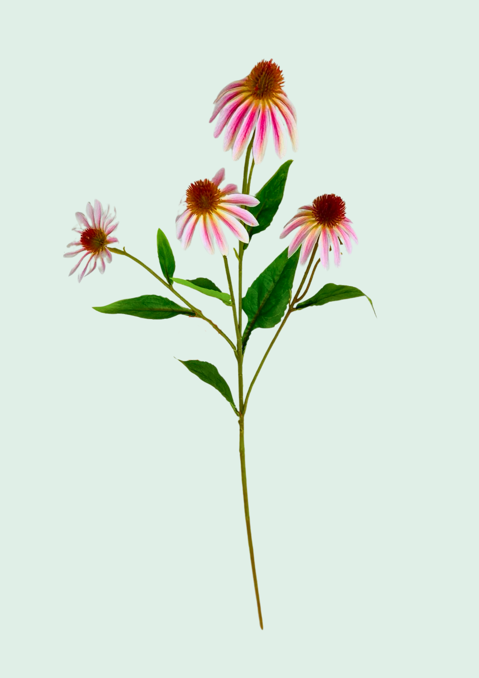 Coneflower Spray Pink