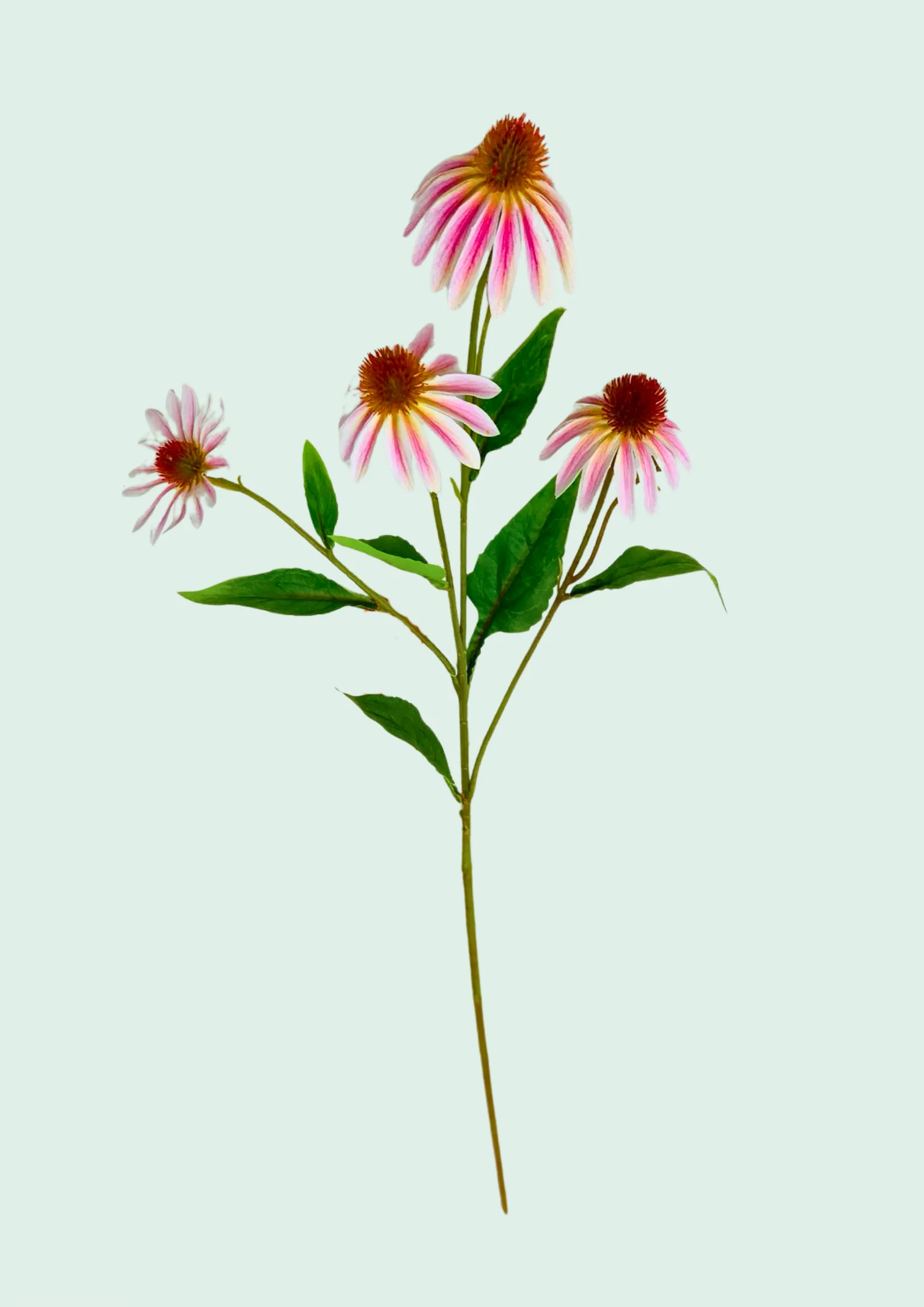 Coneflower Spray, Pink