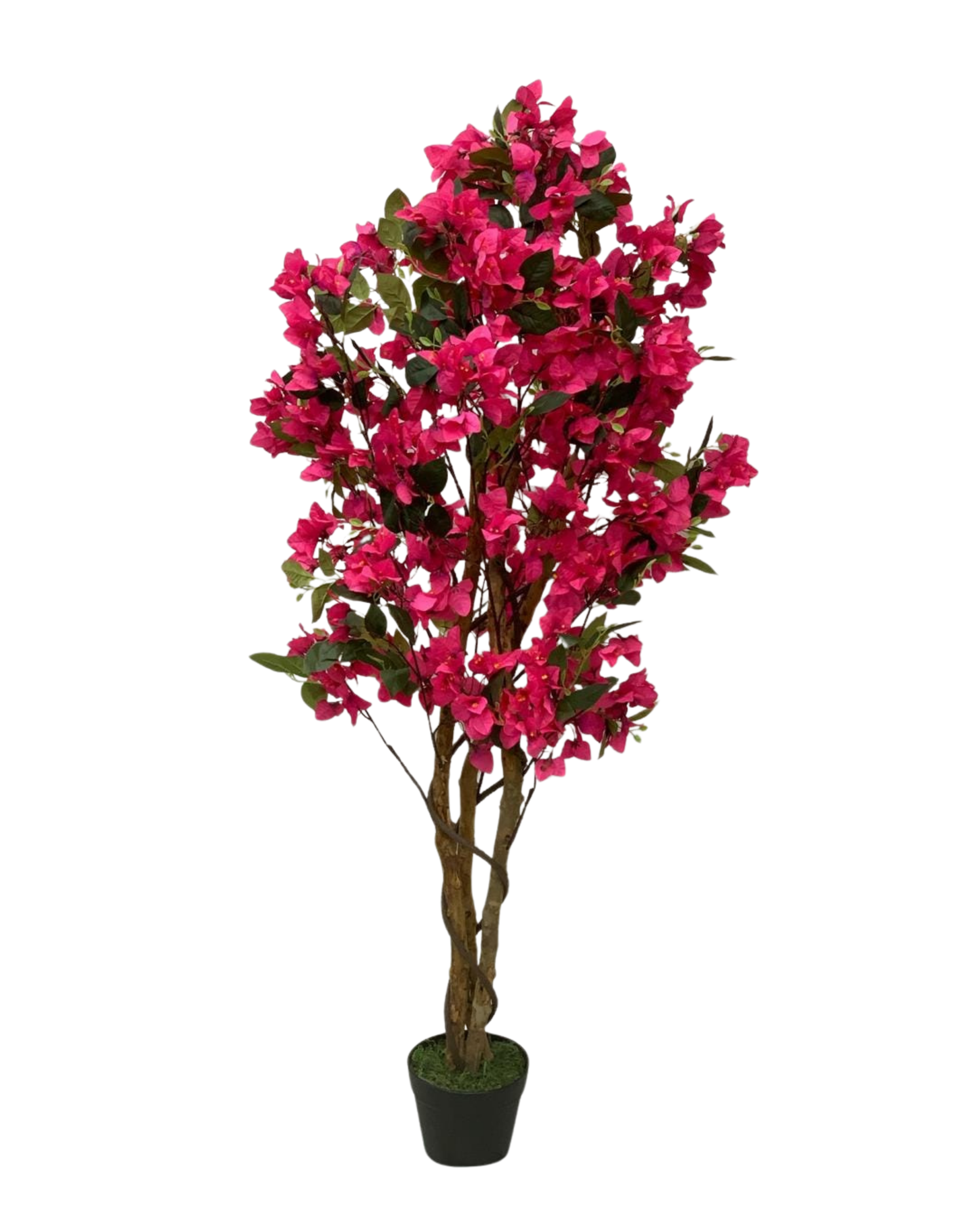 Fuchsia Bougainvillea Tree