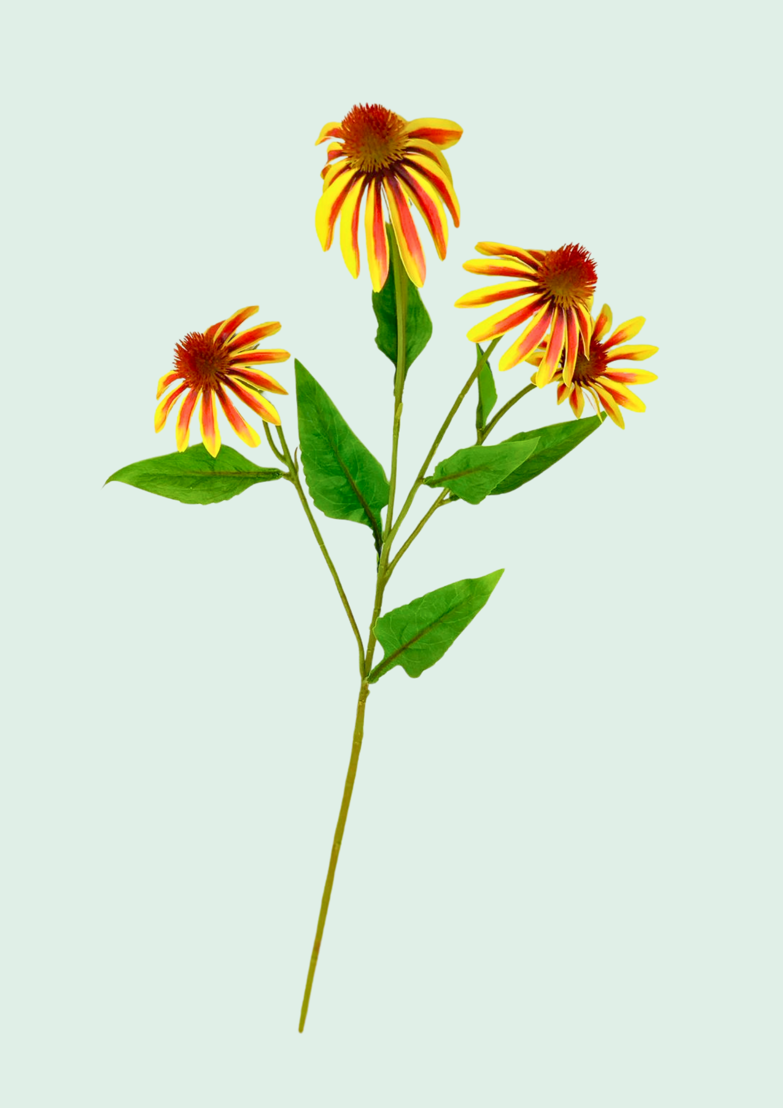 Gaillardia Spray