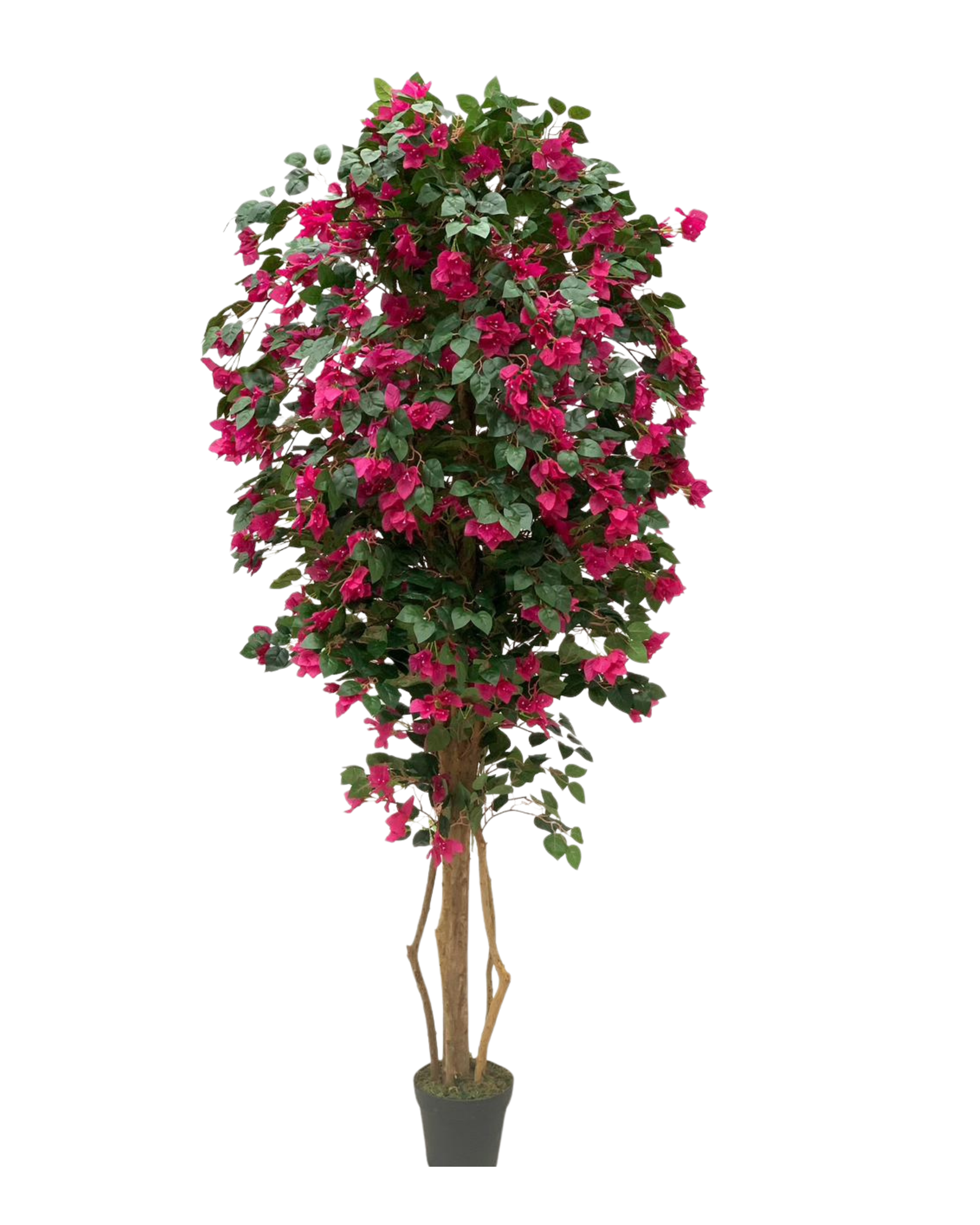 Magenta Bougainvillea Tree
