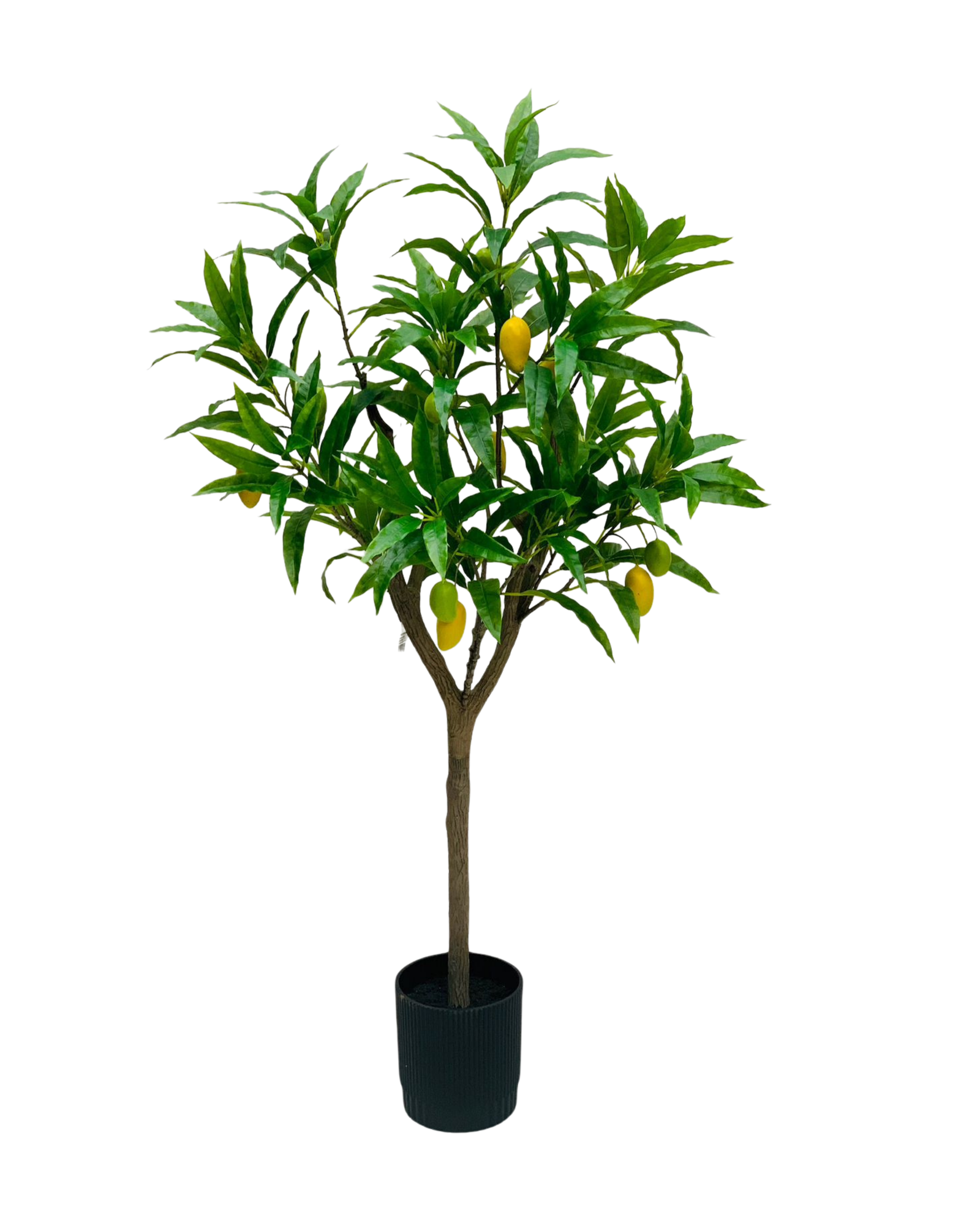 Mango Fruit Tree