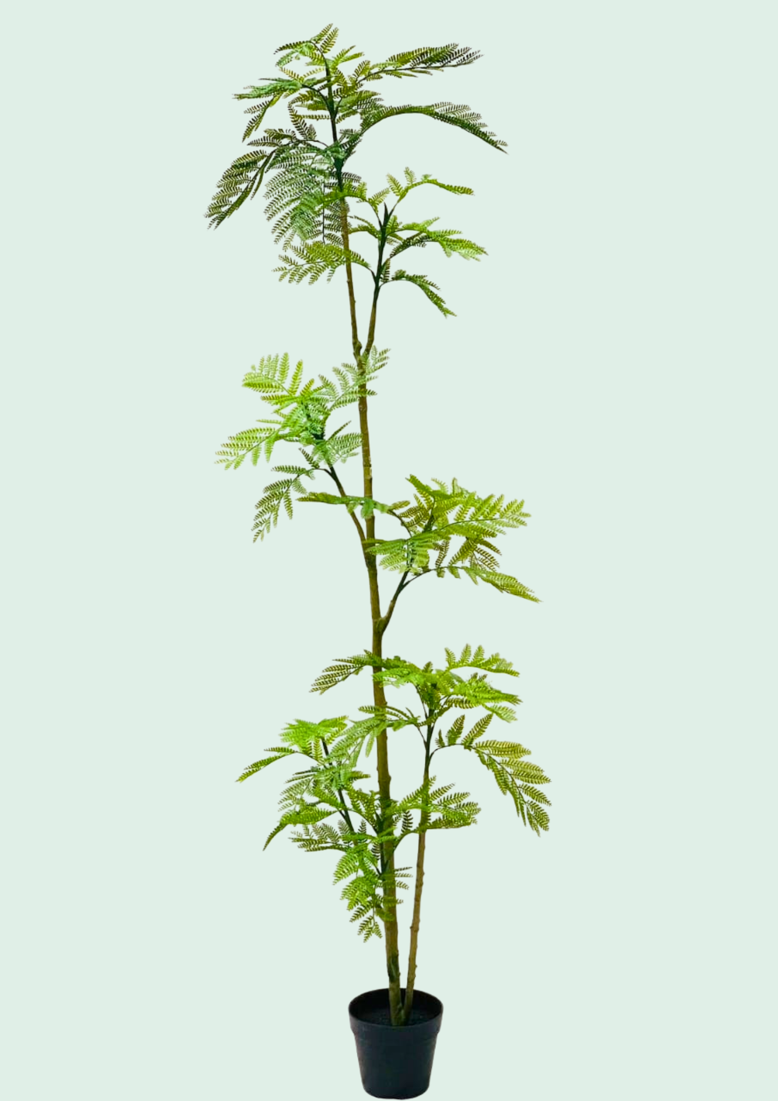 Mimosa Fern Leaf Potted Tree