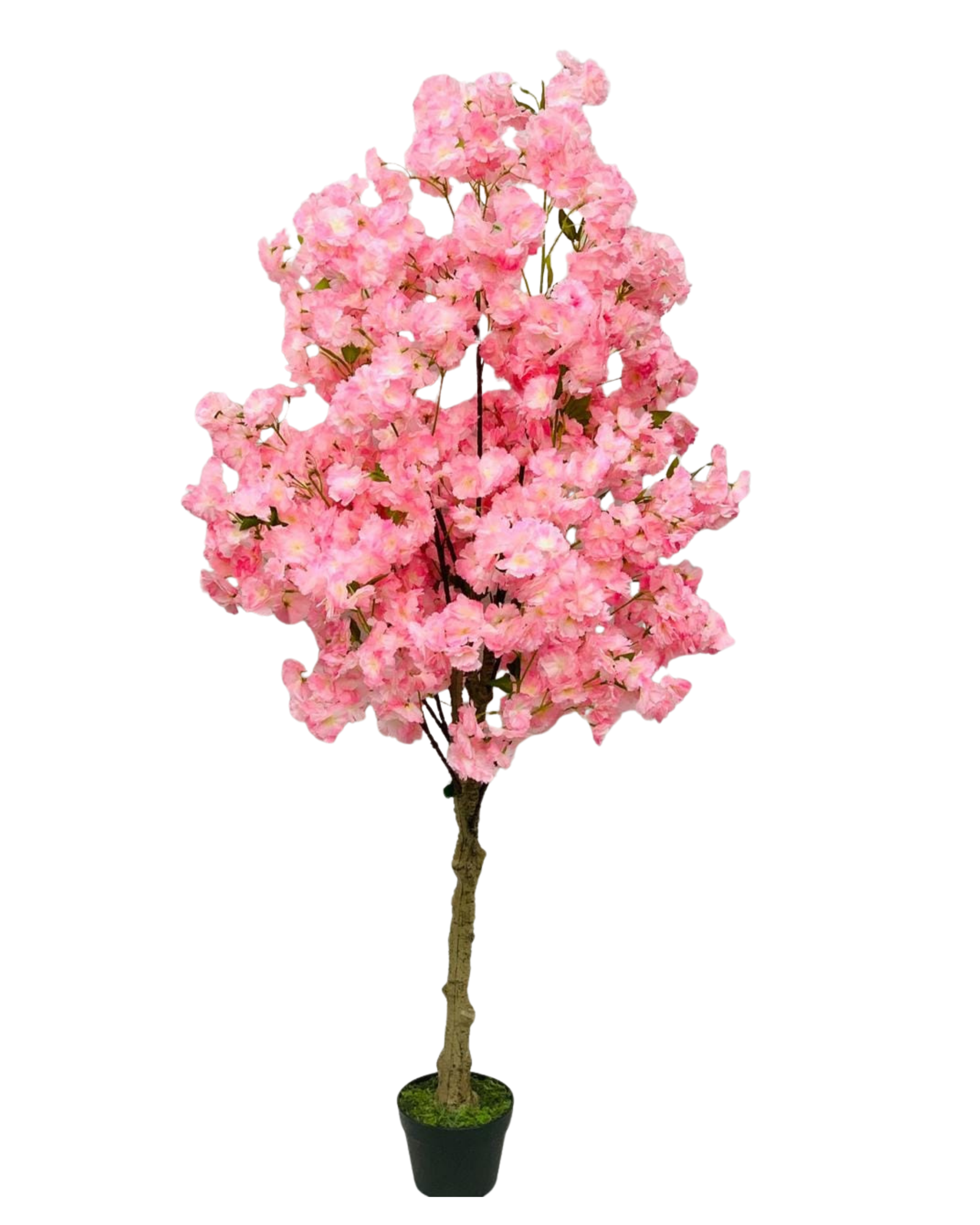 Pink Cherry Blossom Tree