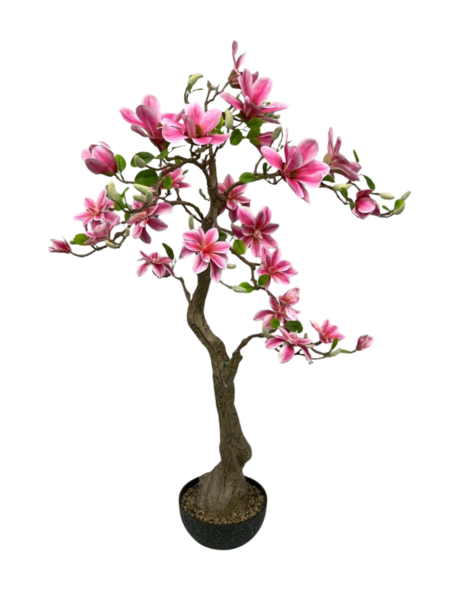 Pink Magnolia Bonsai