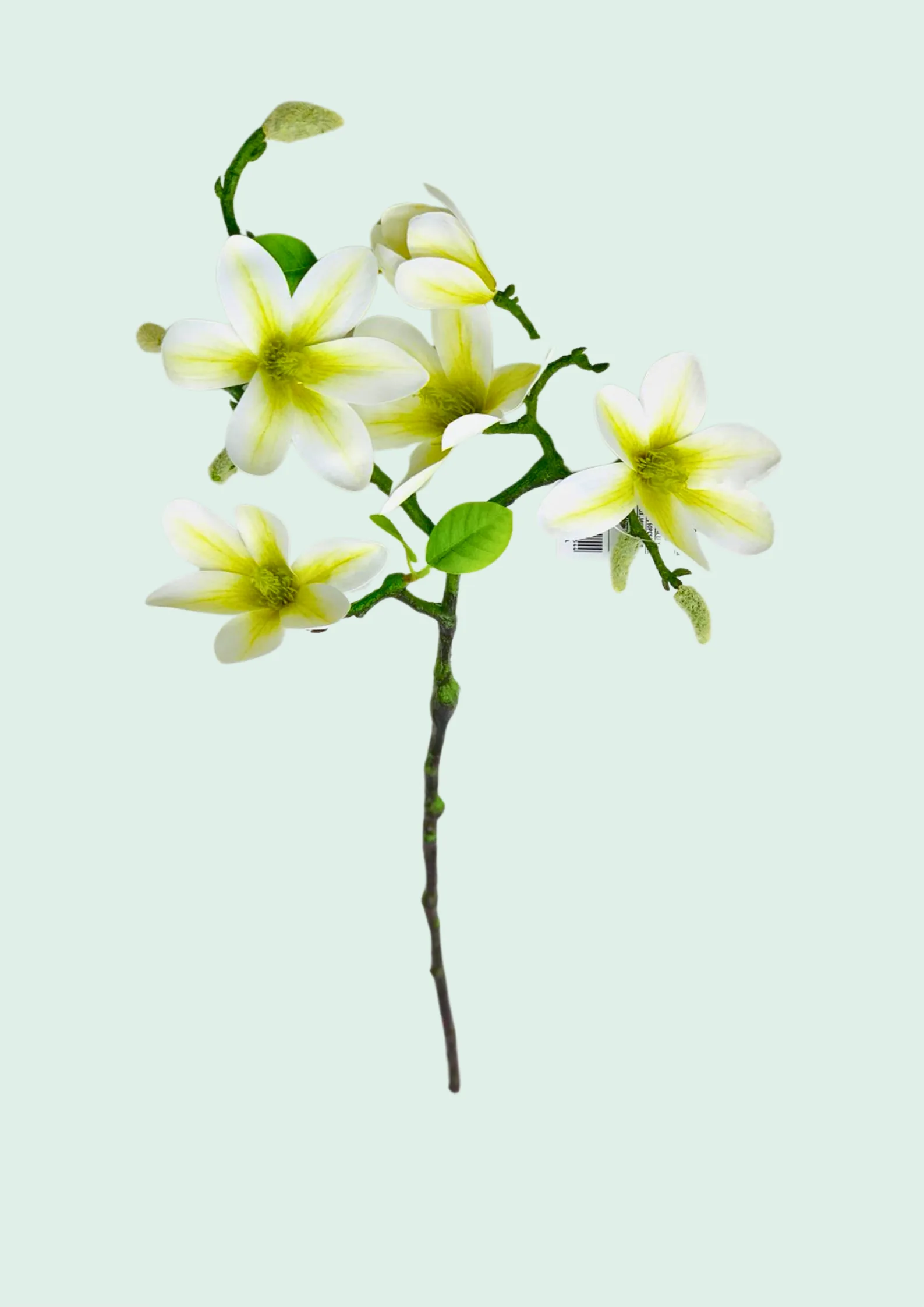 Plumeria Spray, White