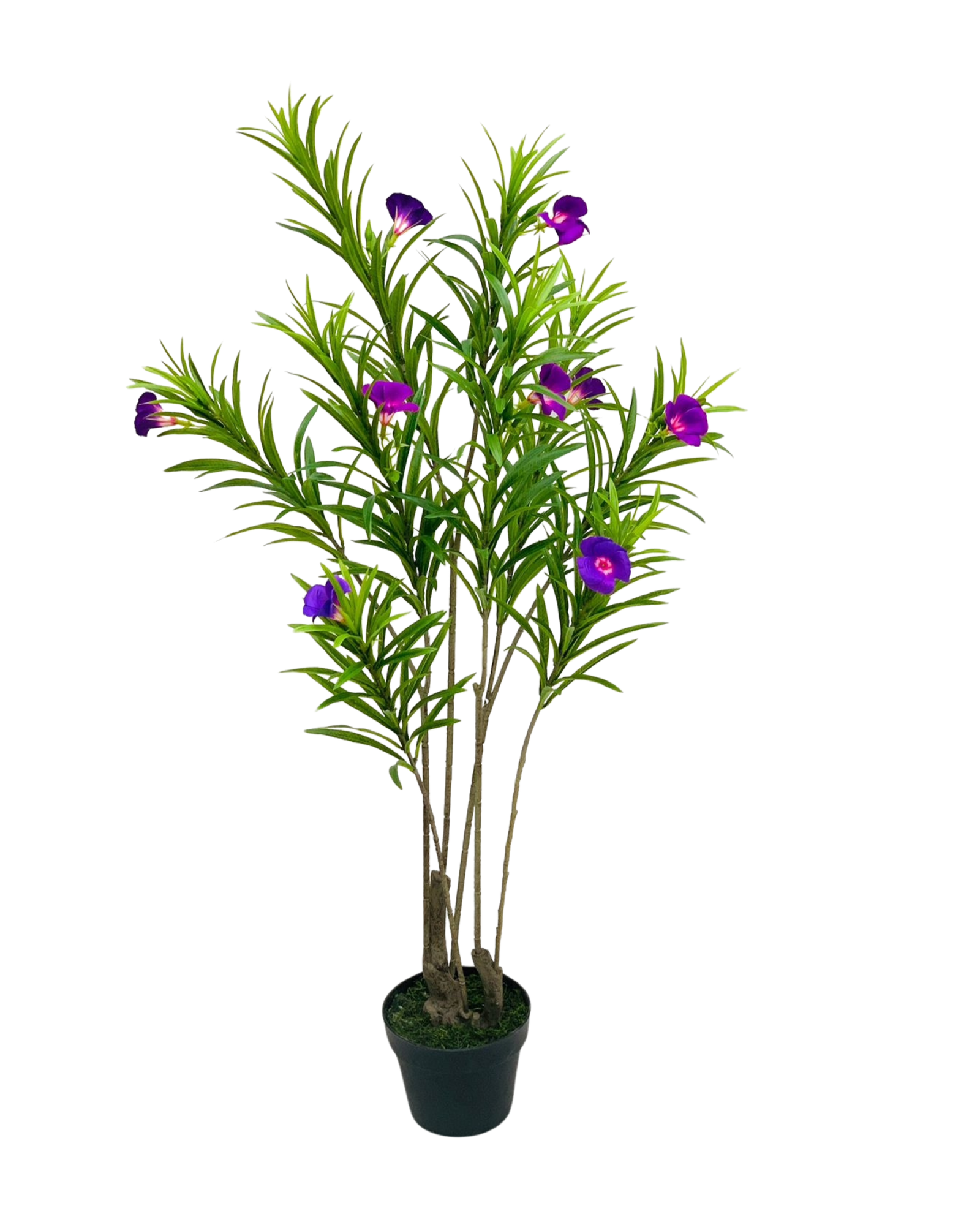 Purple Ruellia Plant