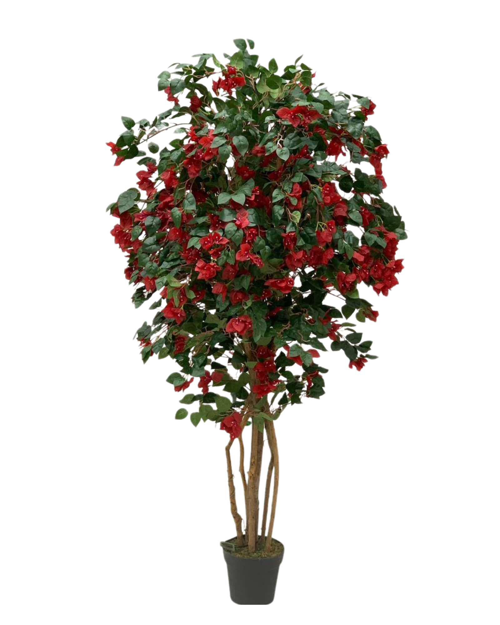 Red Bougainvillea Tree