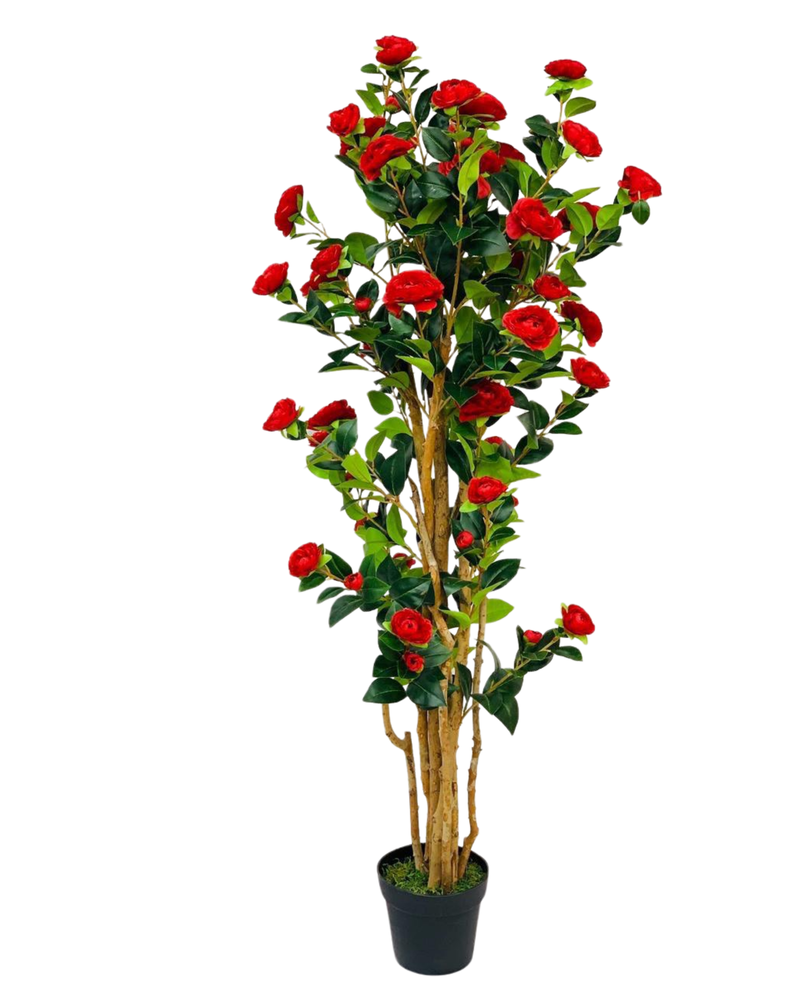 Red Camellia Tree