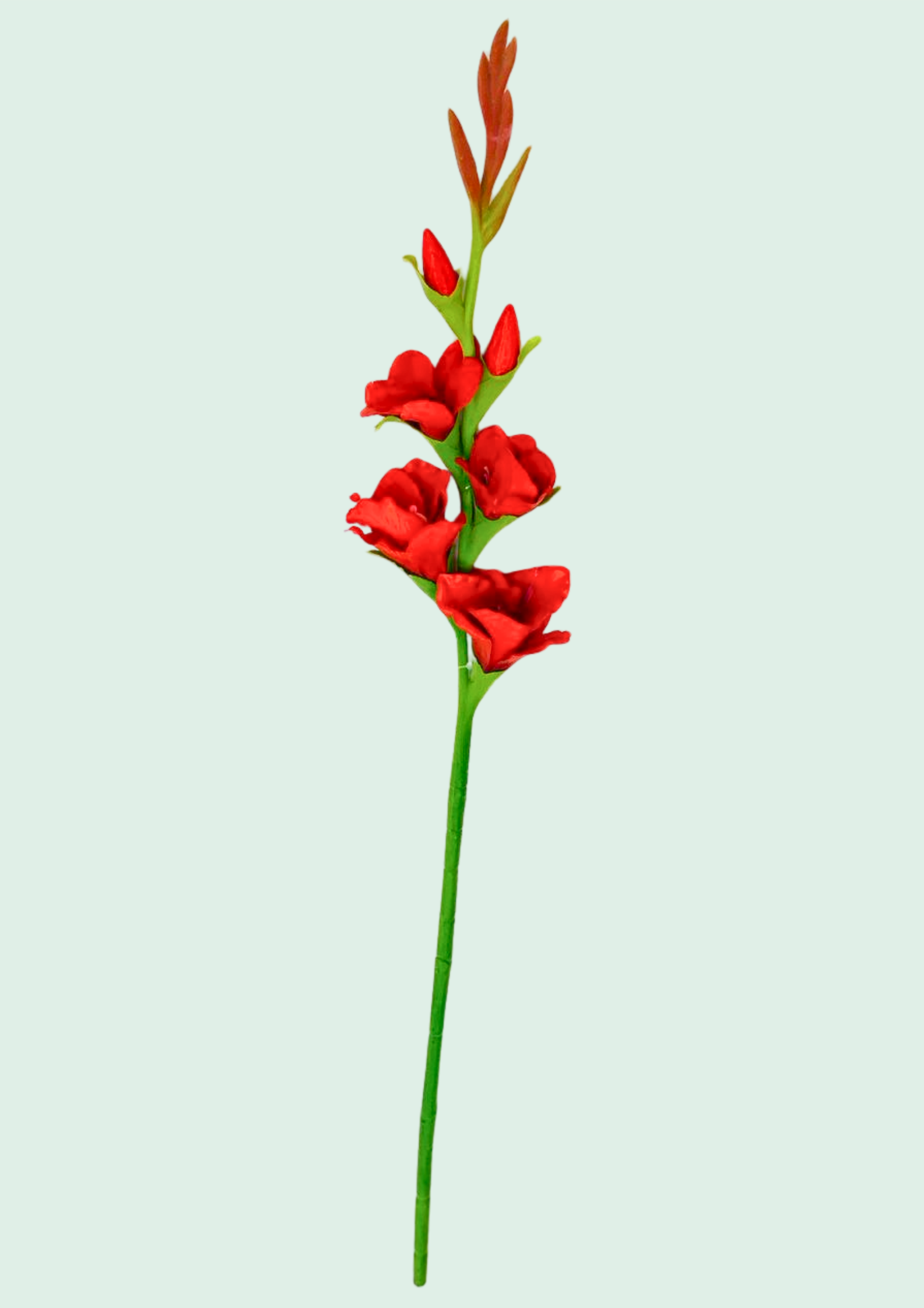 Red Gladiolus Spike