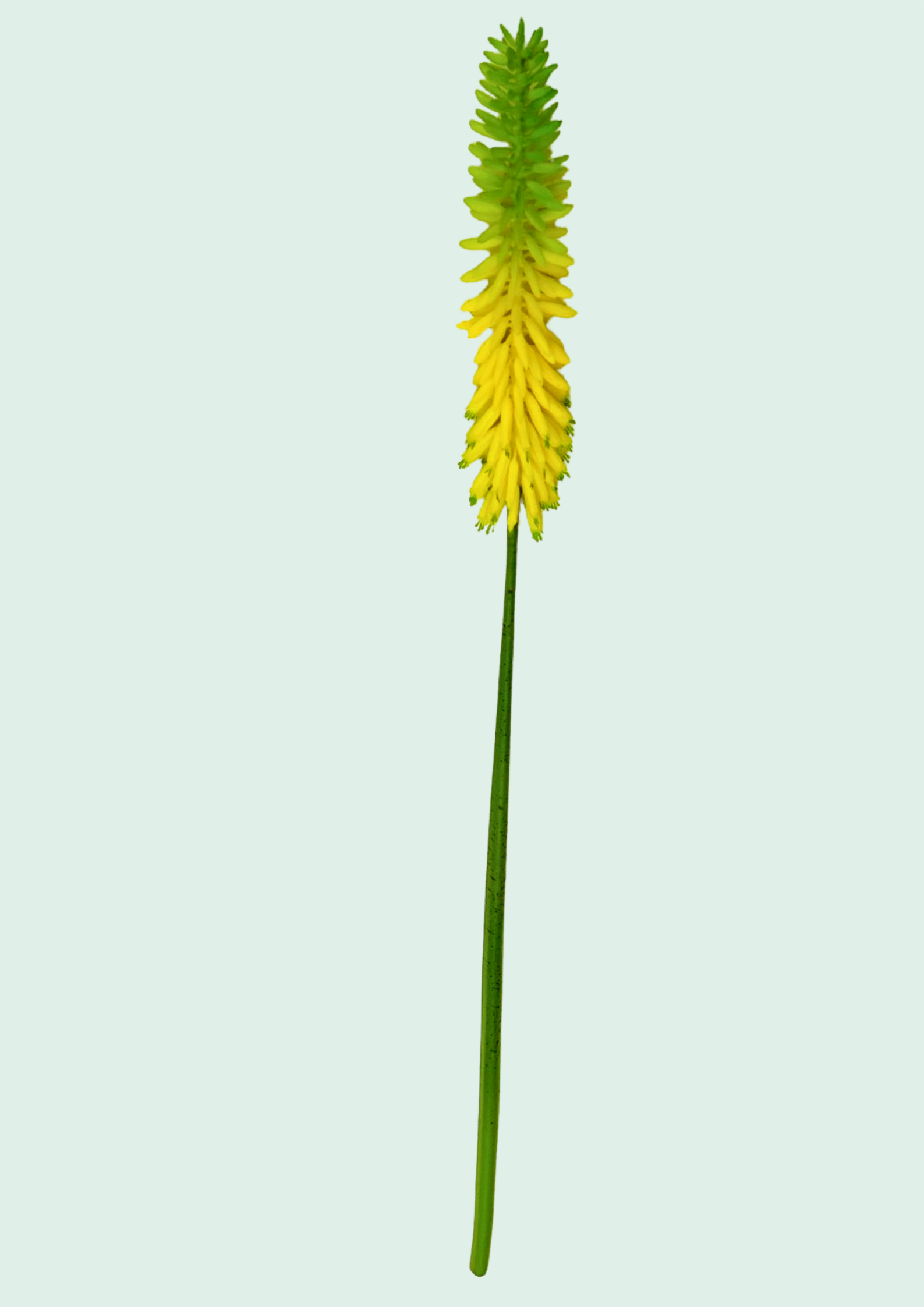 Red Hot Poker Flower Spike