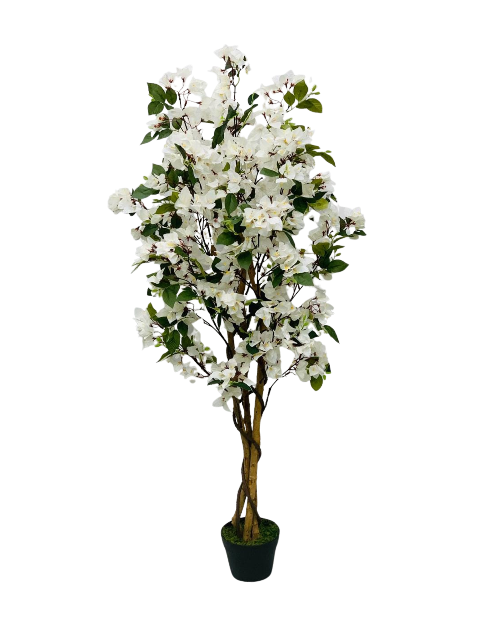 White Bougainvillea Tree
