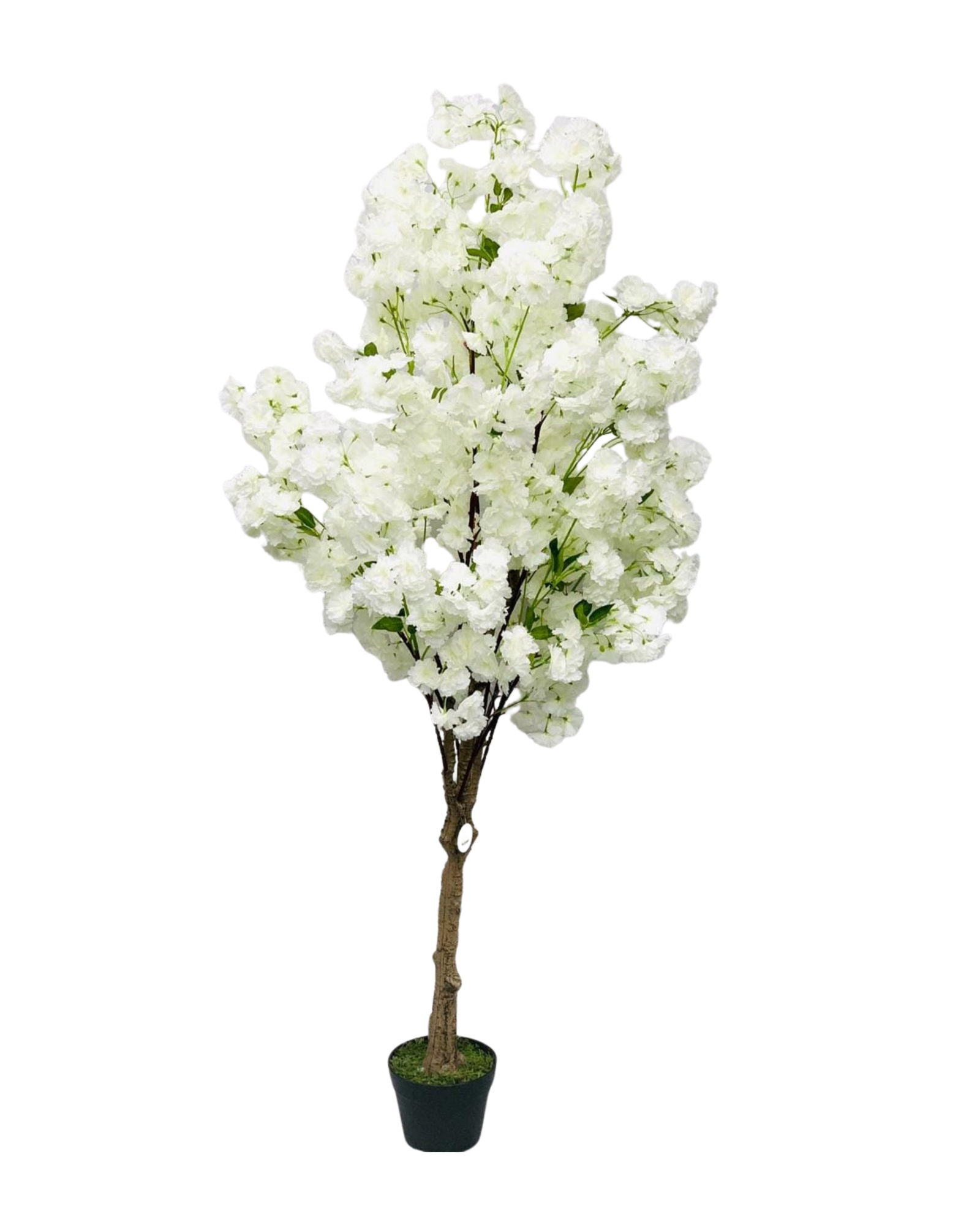 White Cherry Blossom Tree