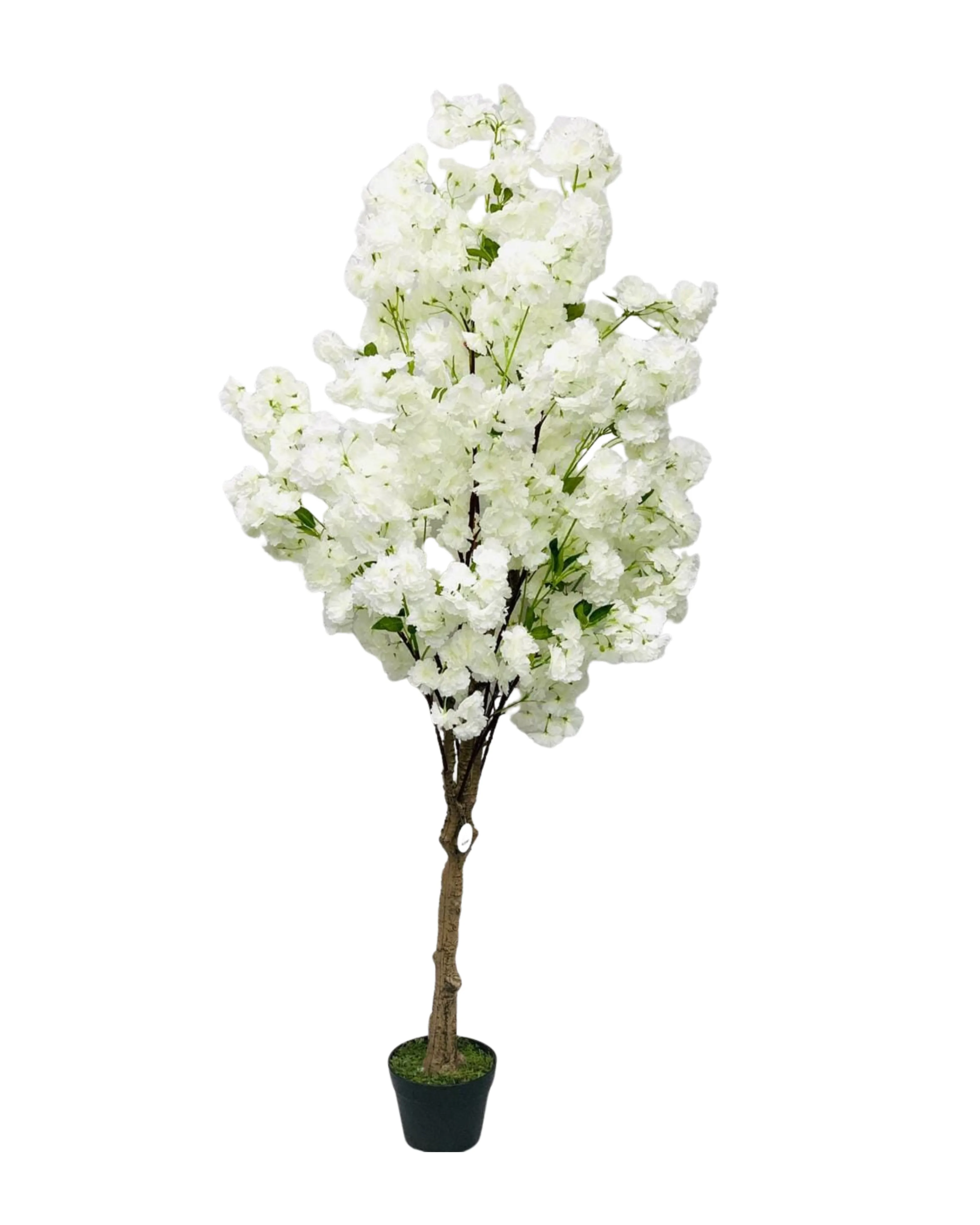 White Cherry Blossom Tree