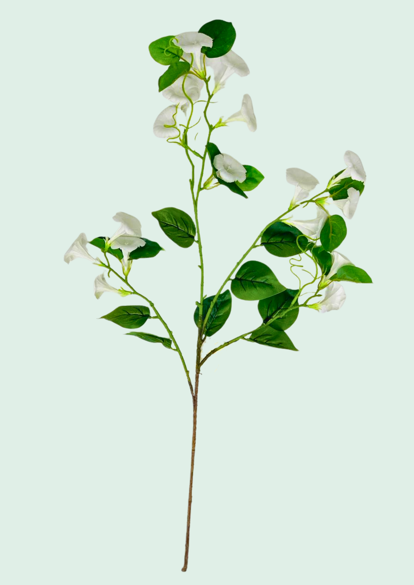 White Morning Glory Vine Spray