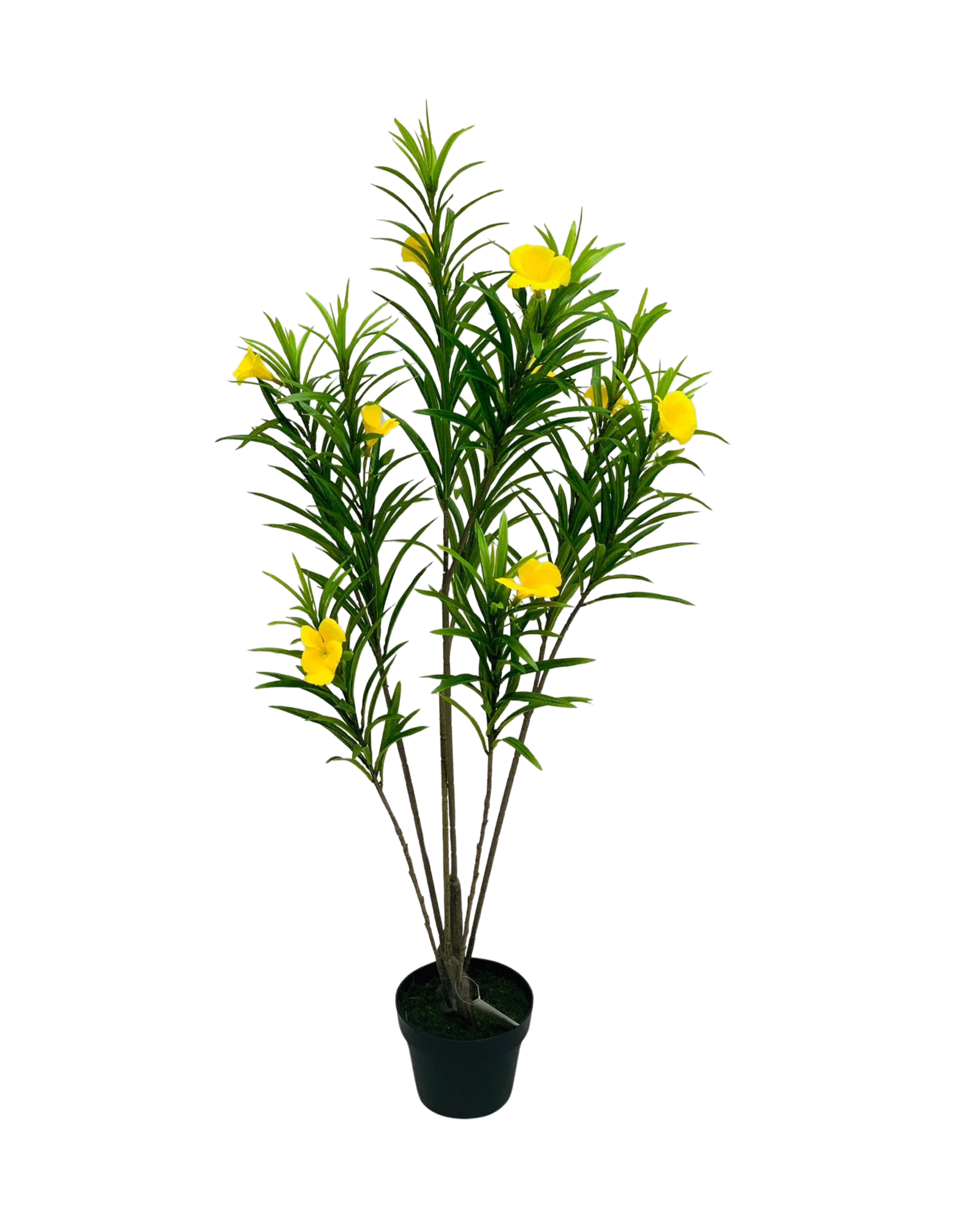 Yellow Thevetia Tree