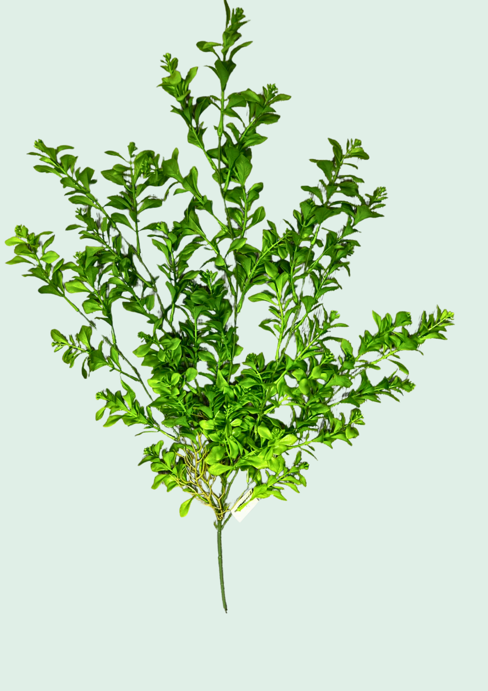 Bushy Leaf Spray