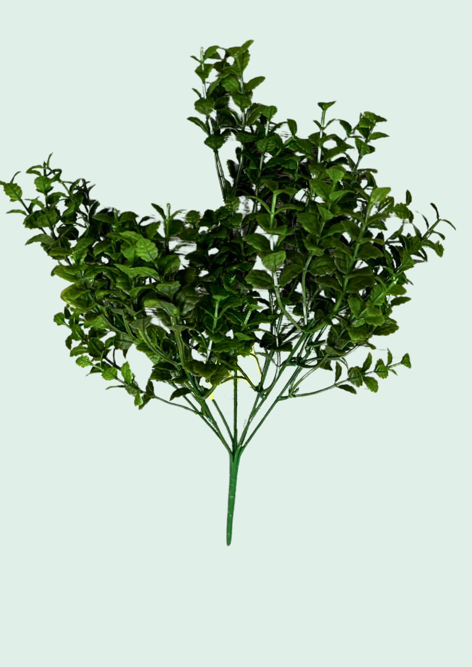 Compact Leaf Bush Spray