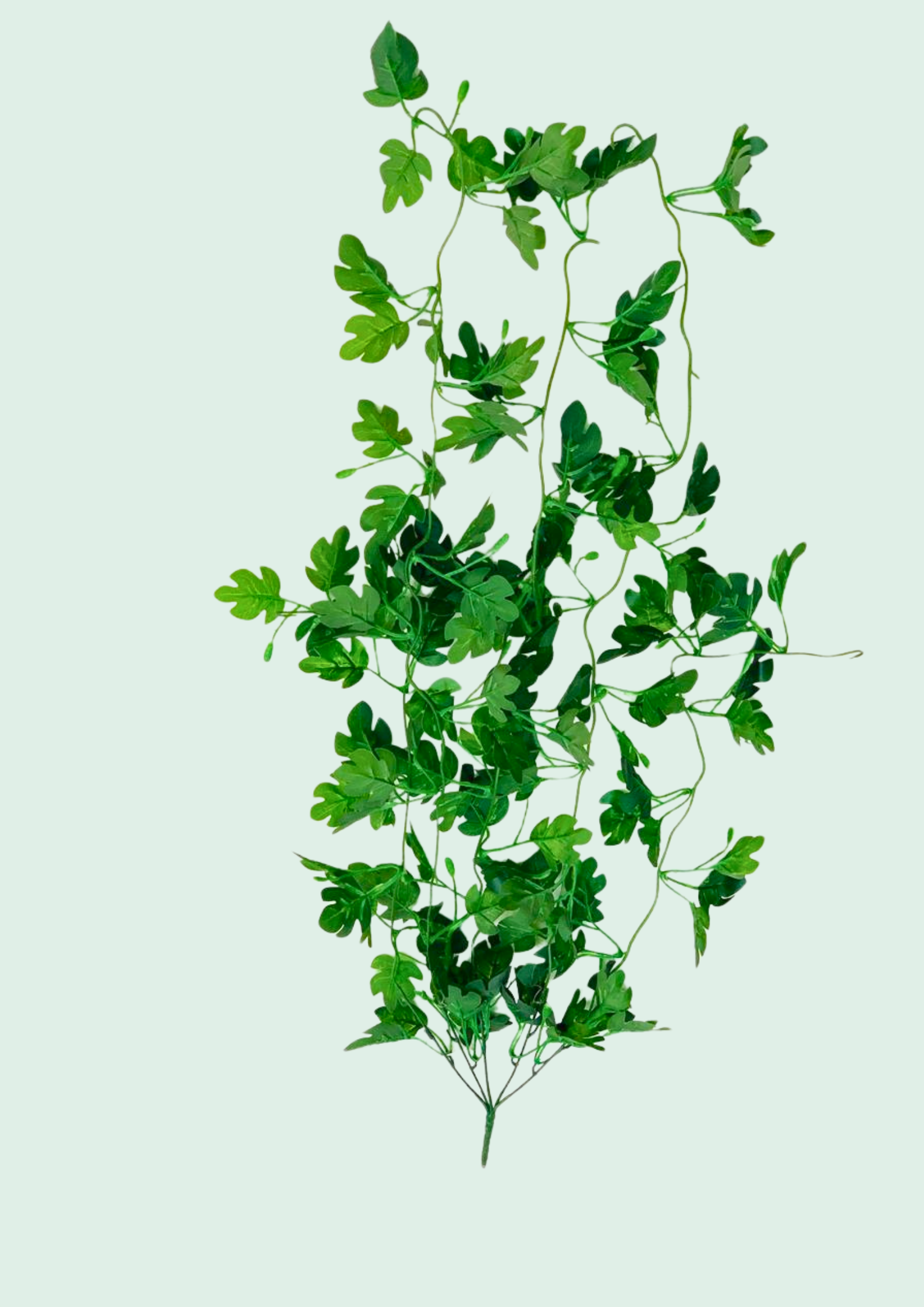 Heartleaf Ivy Vine Spray