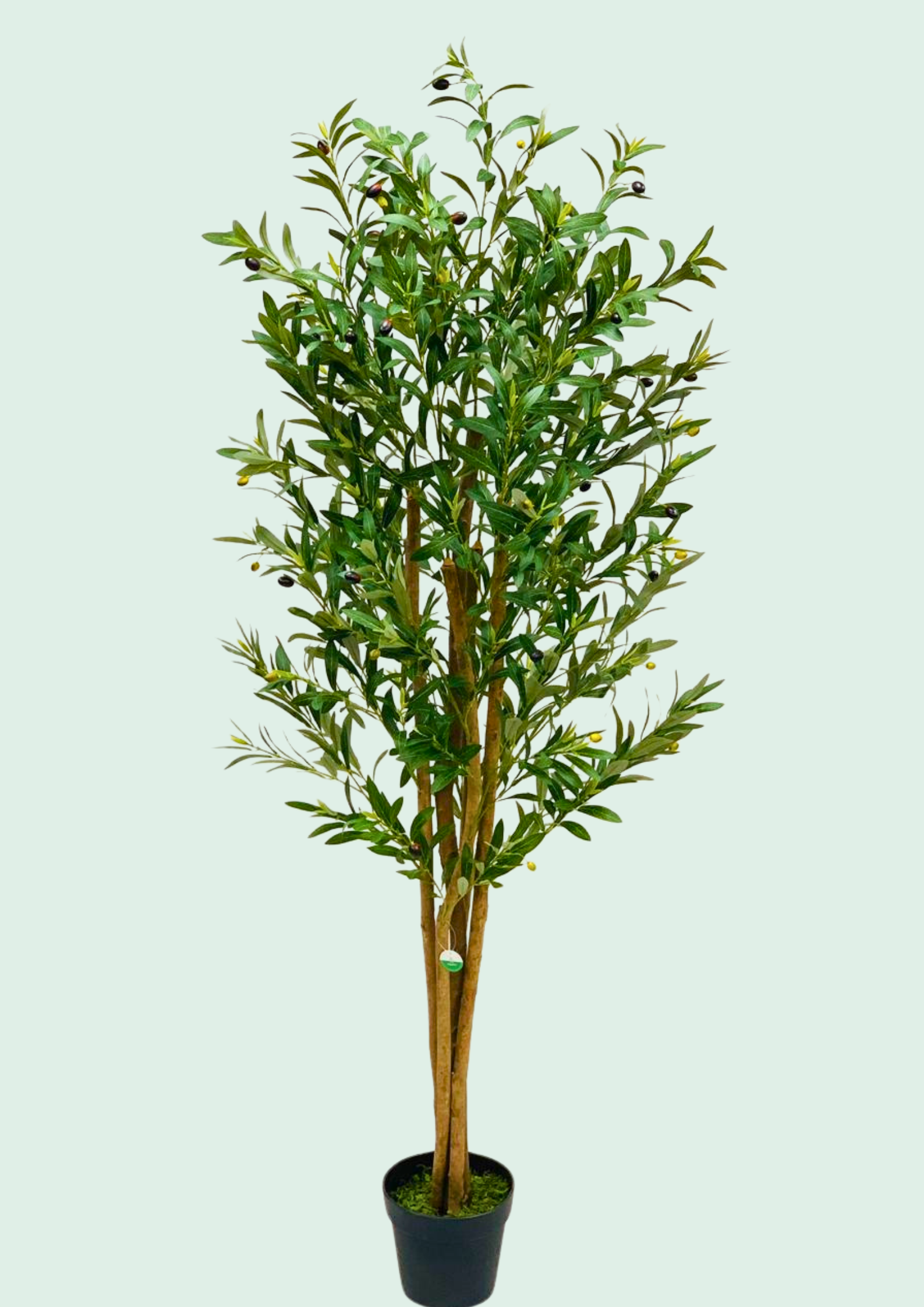 Olive Tree Potted