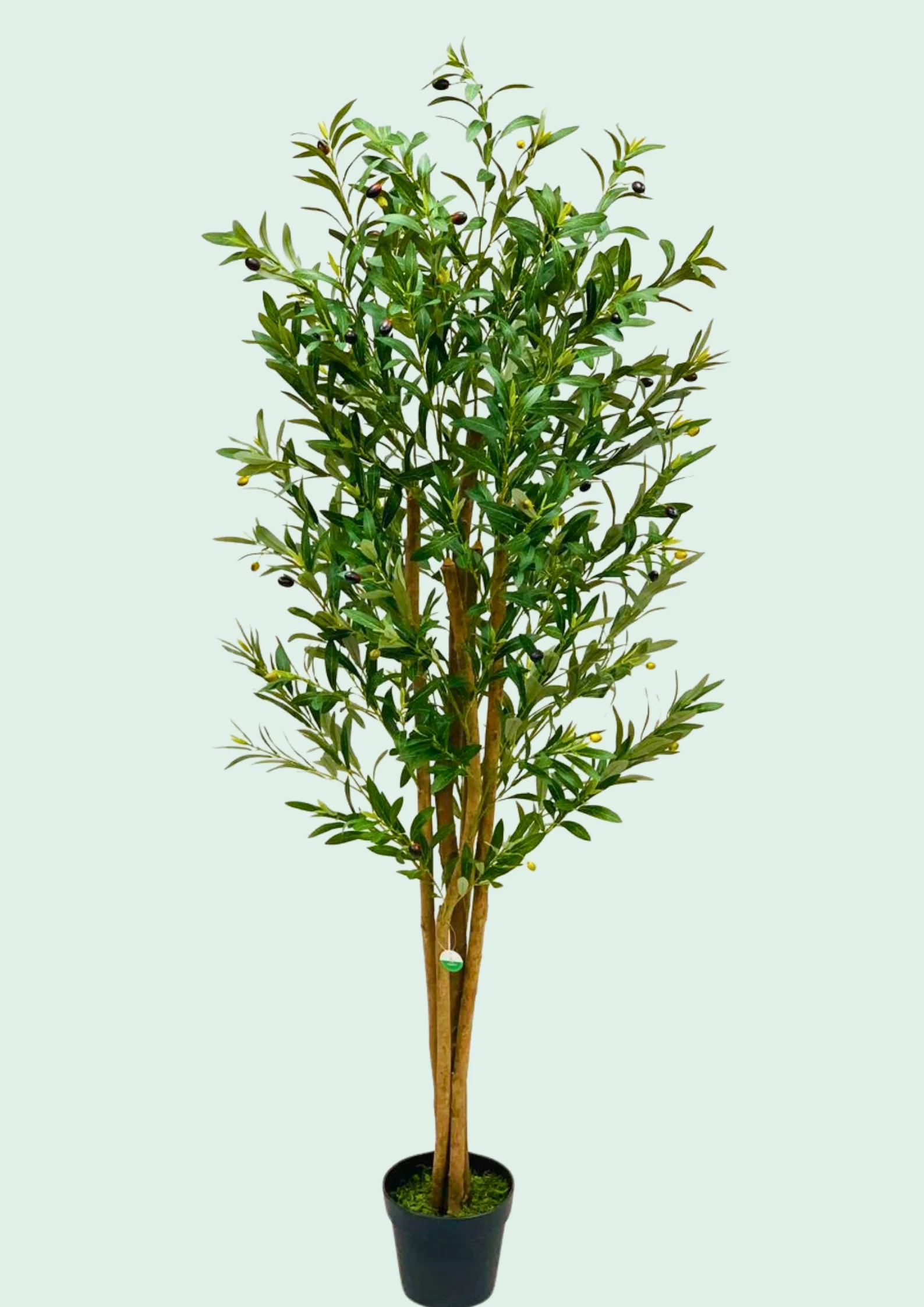 Olive Tree Potted
