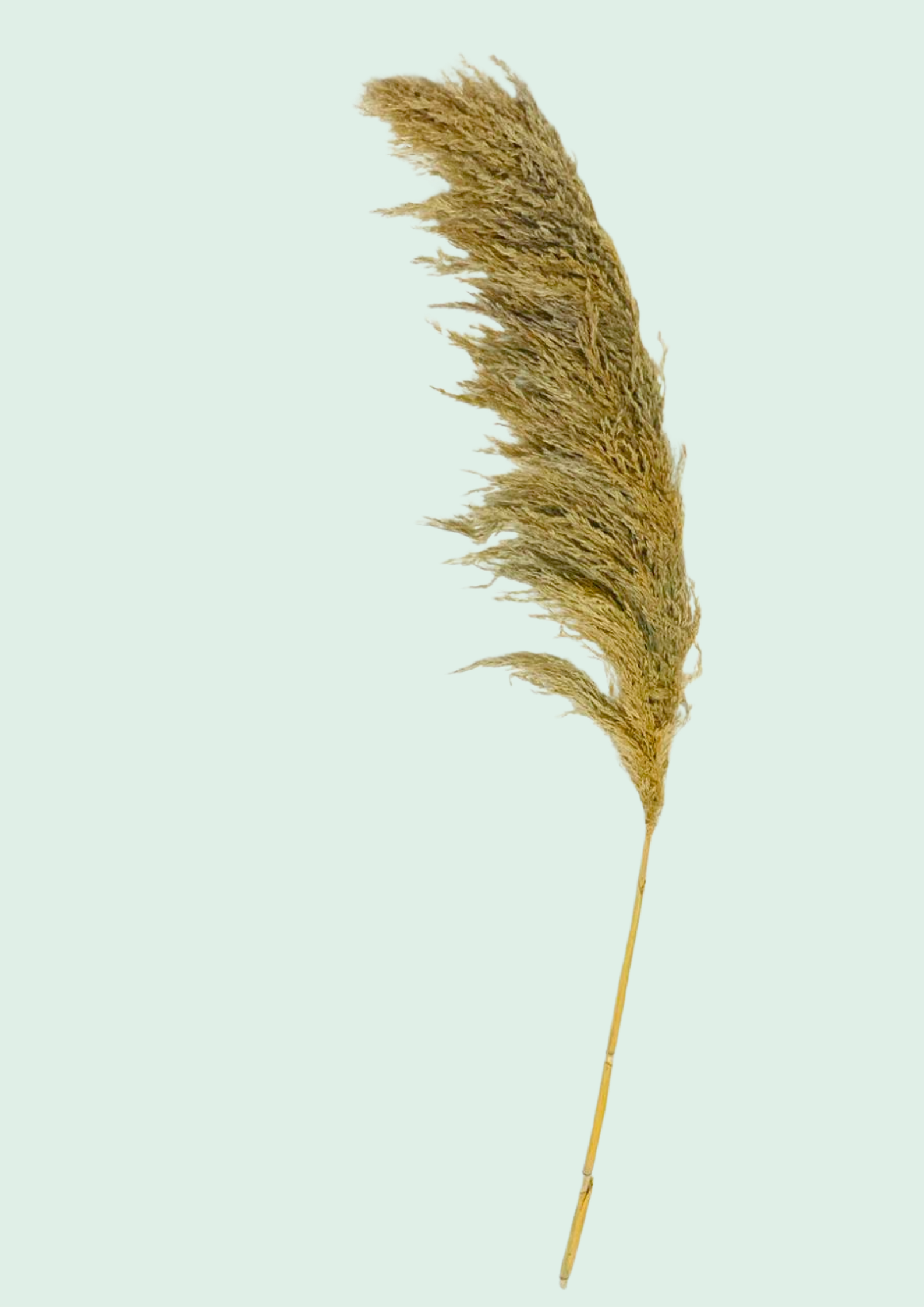 Pampas Grass Plume
