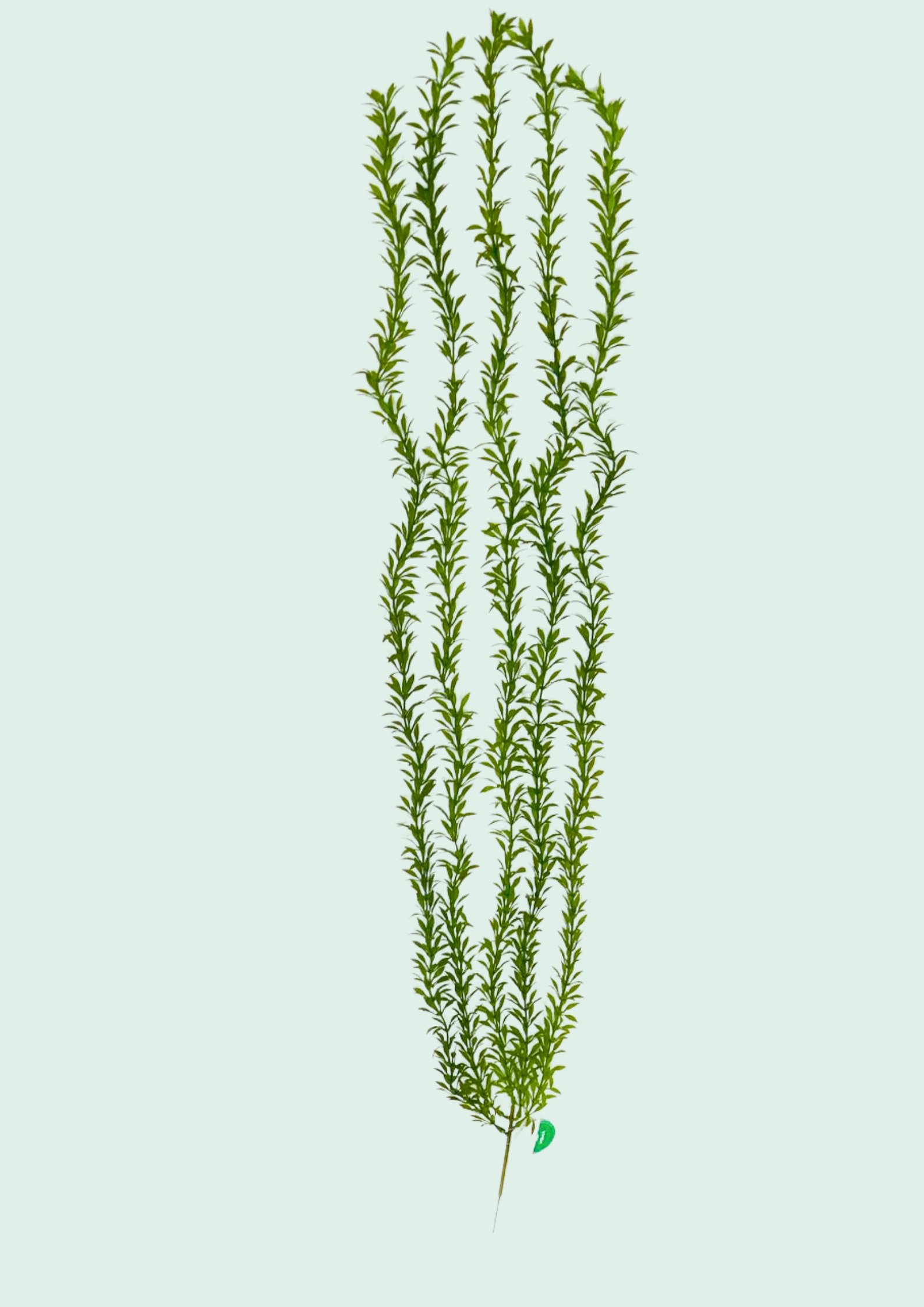Weeping Grass Spray
