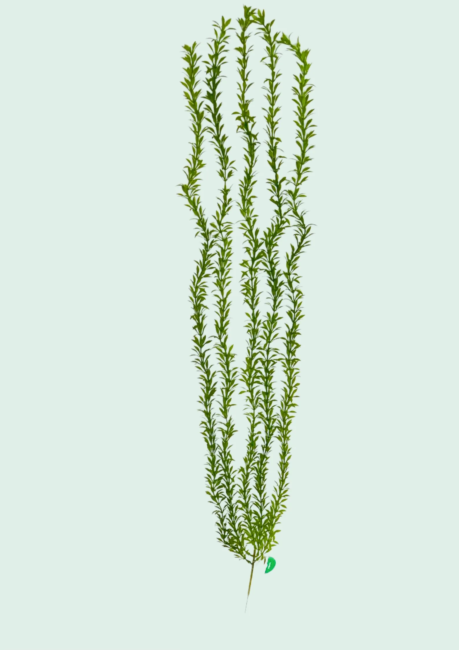 Weeping Grass Spray