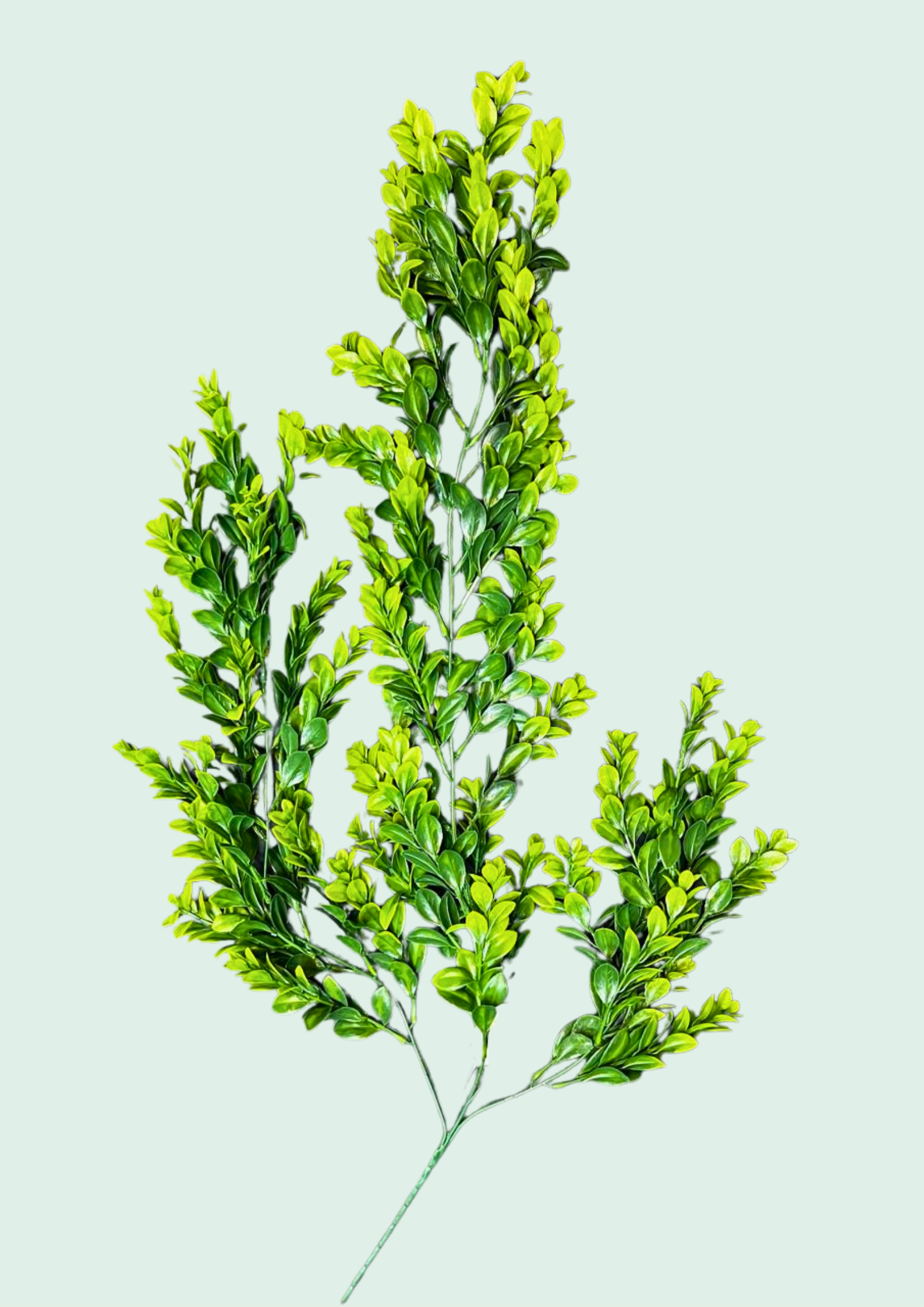Boxwood Spray Mixed