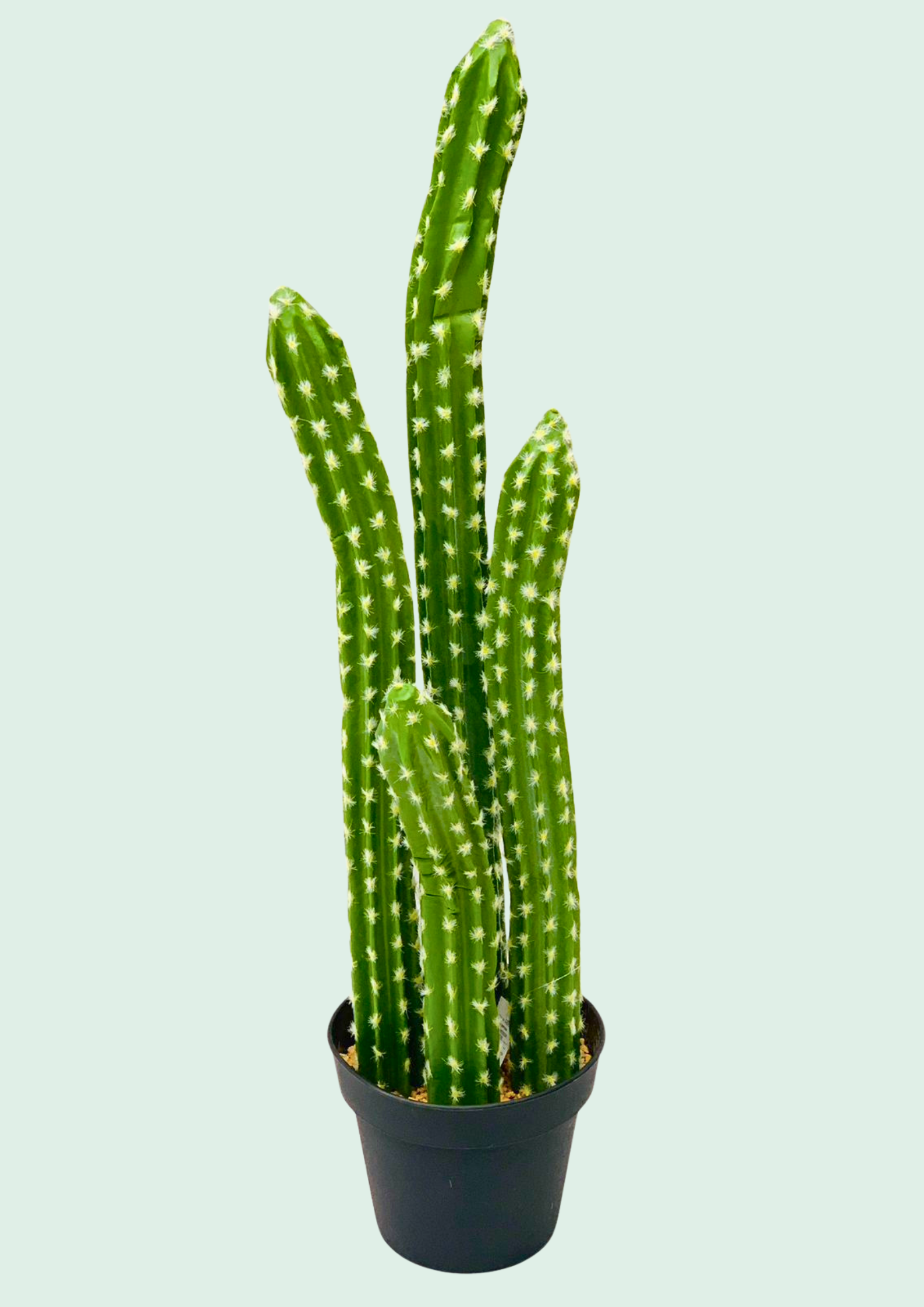 Cactus Potted