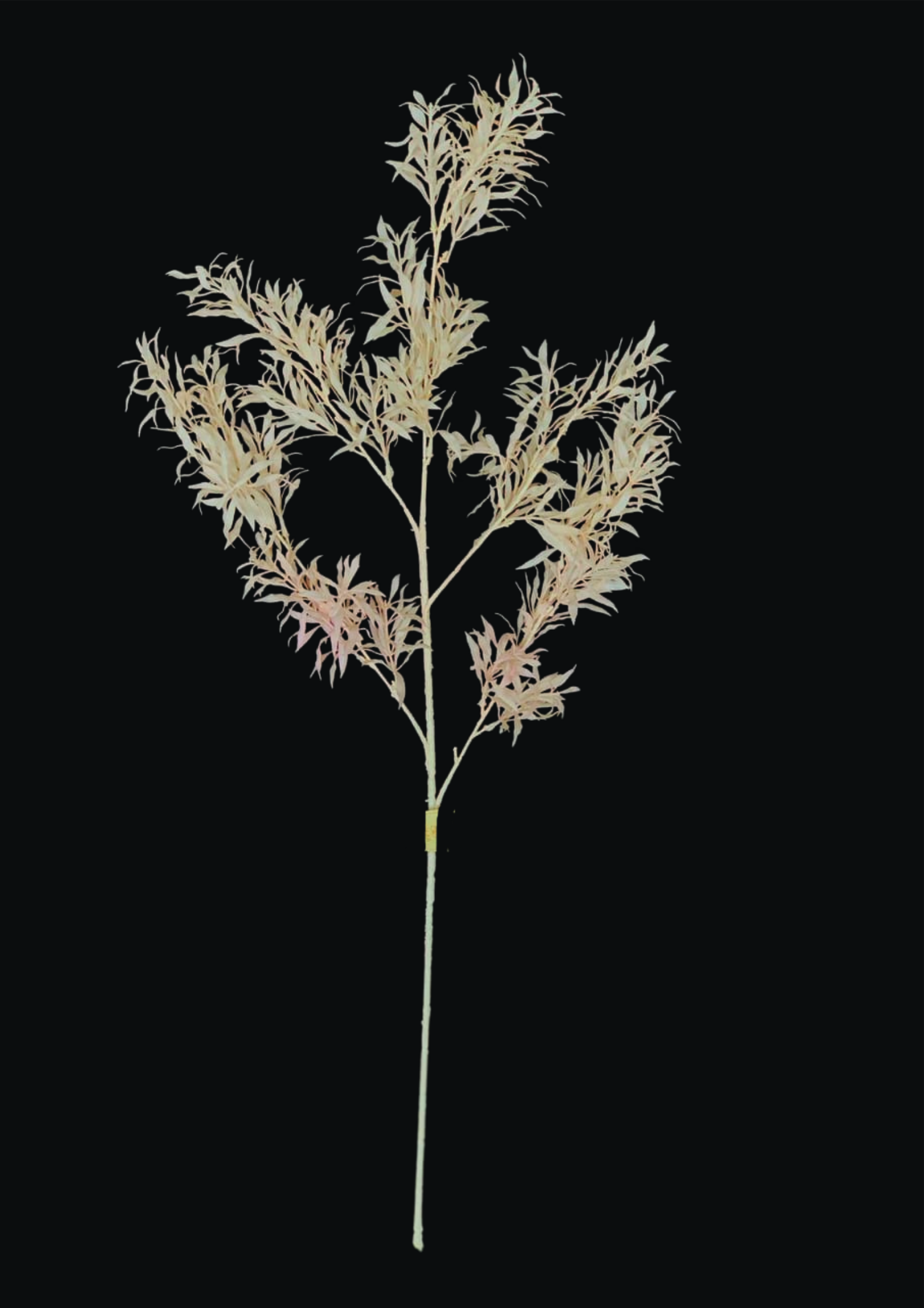 Dried Pale Willow Spray