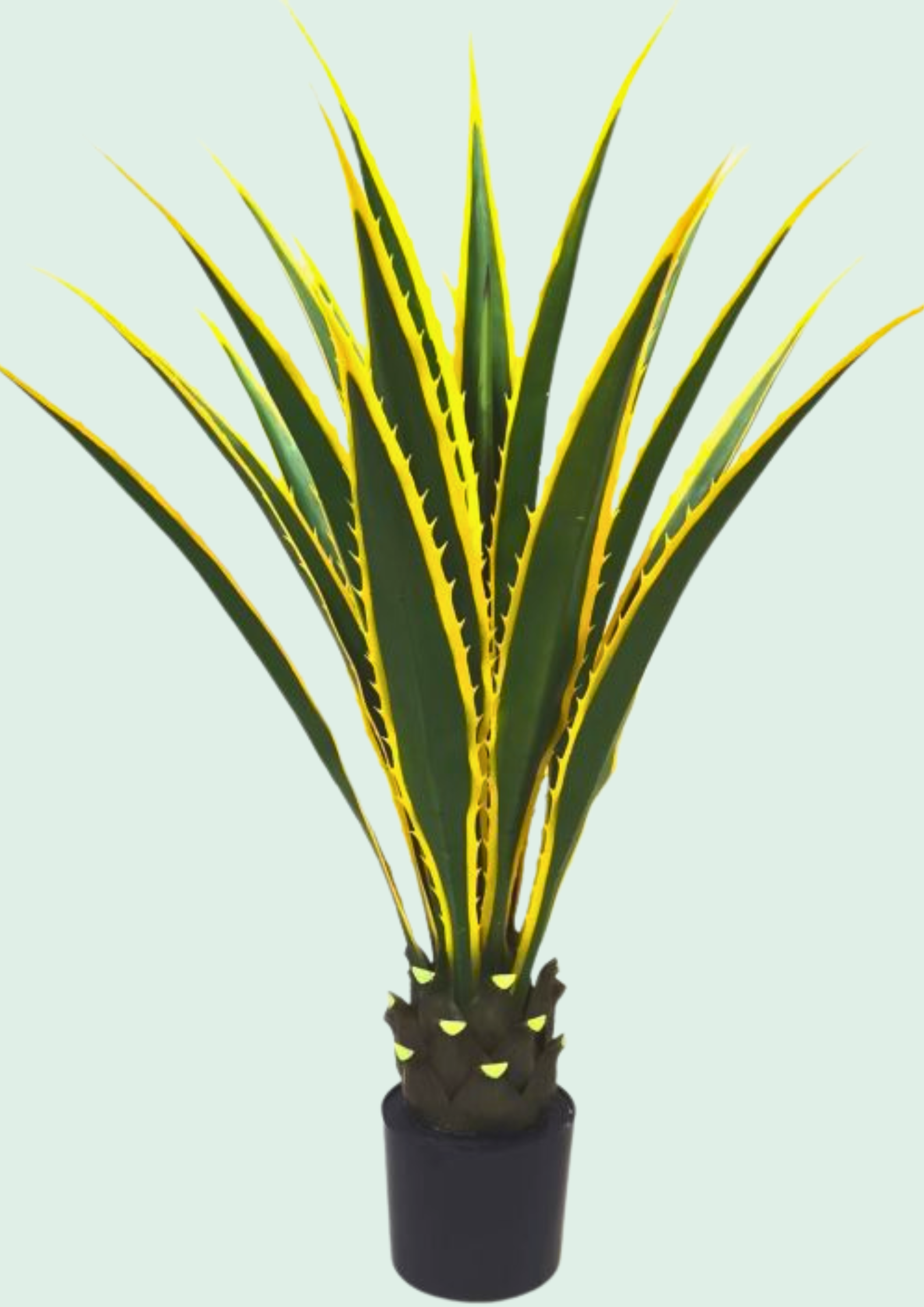 Potted variegated yucca-style agave plant