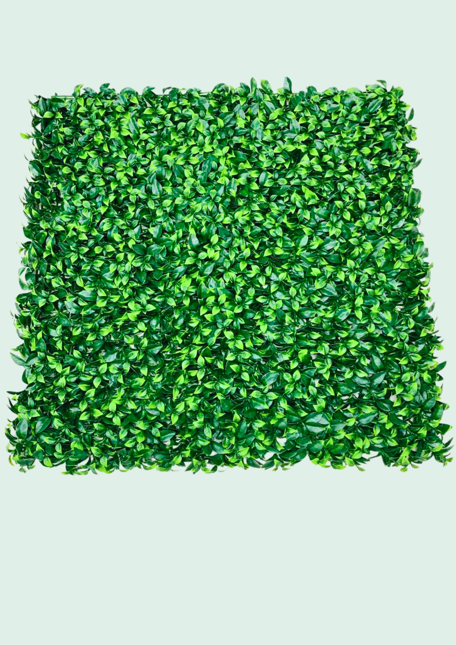 Clean, uniform green wall panel with dense small-leaf foliage