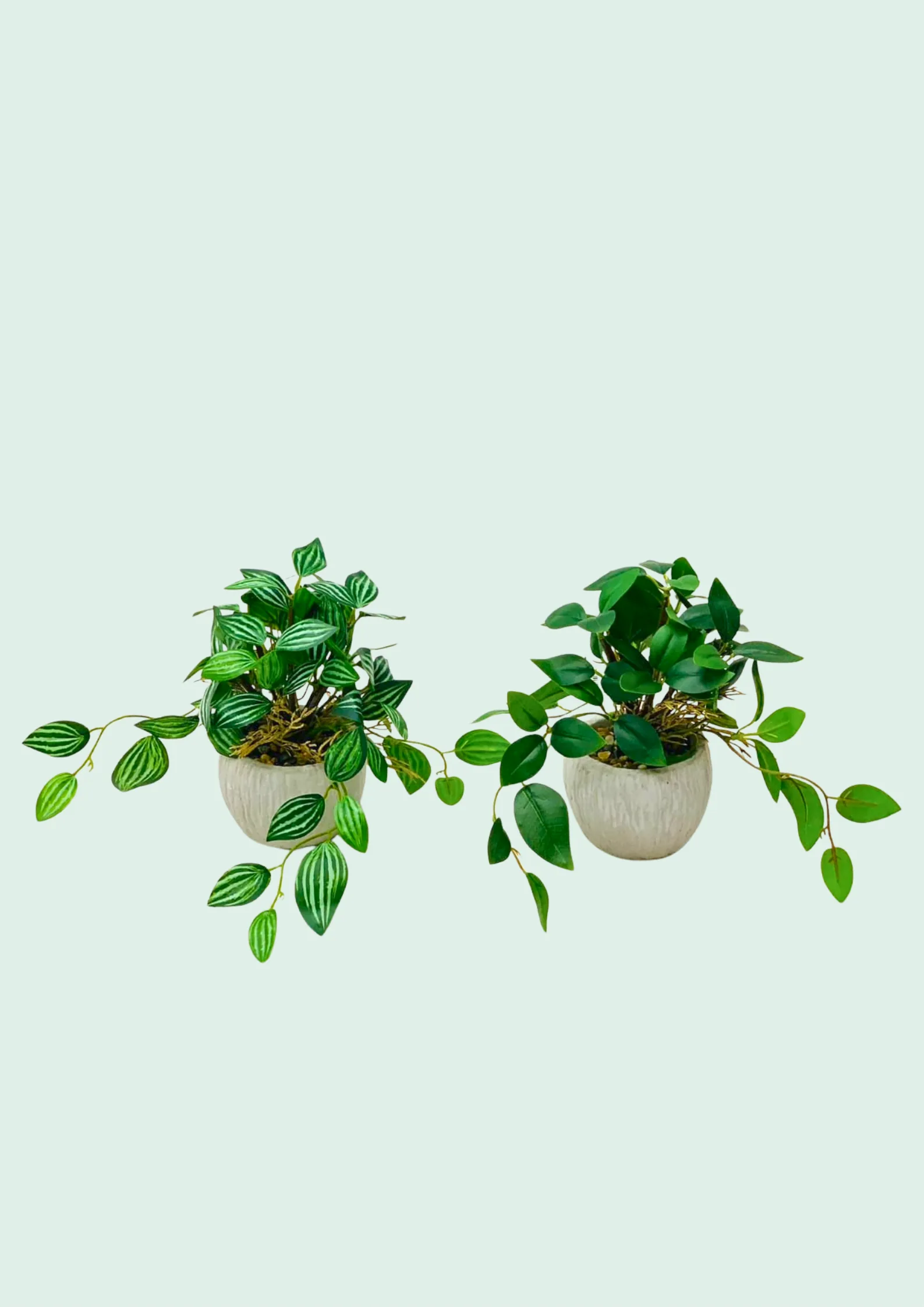 Desk-sized potted trailing plants for an office setting