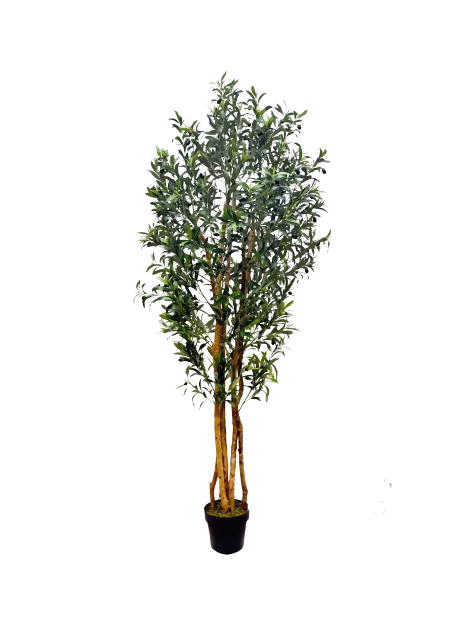 Large dense potted olive tree, custom-sized statement piece