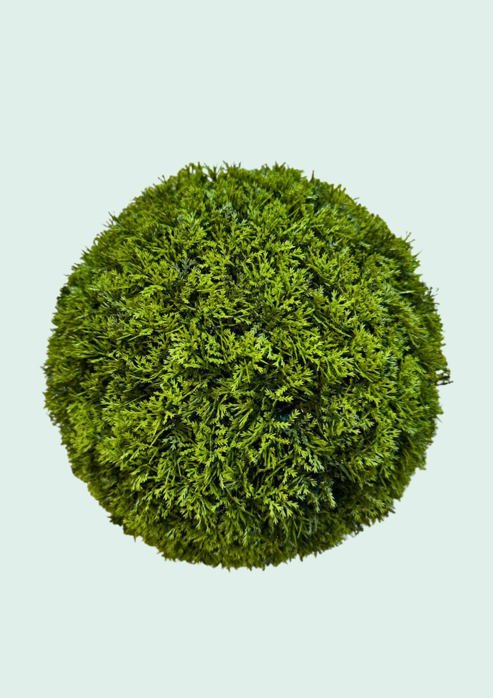 Feathery cypress ball topiary tree for outdoor use