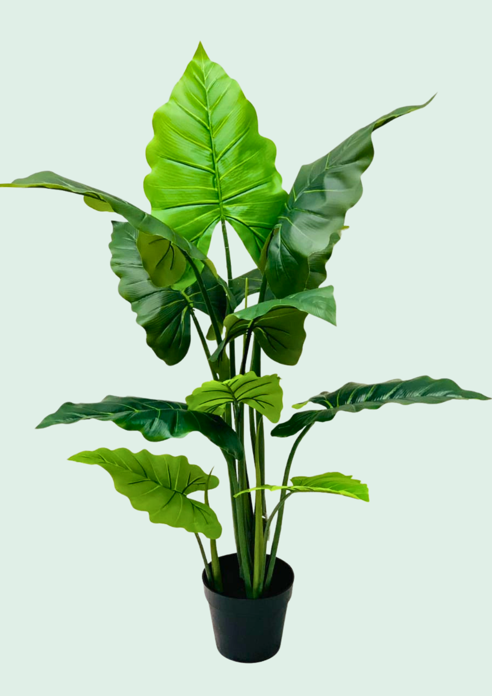 Alocasia Broadleaf Potted