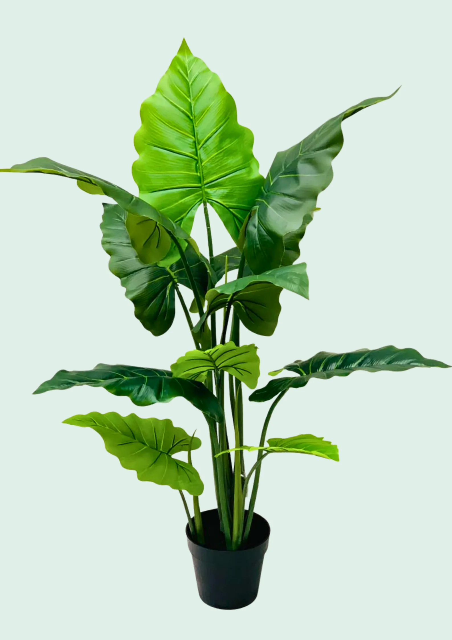 Alocasia Broadleaf Potted