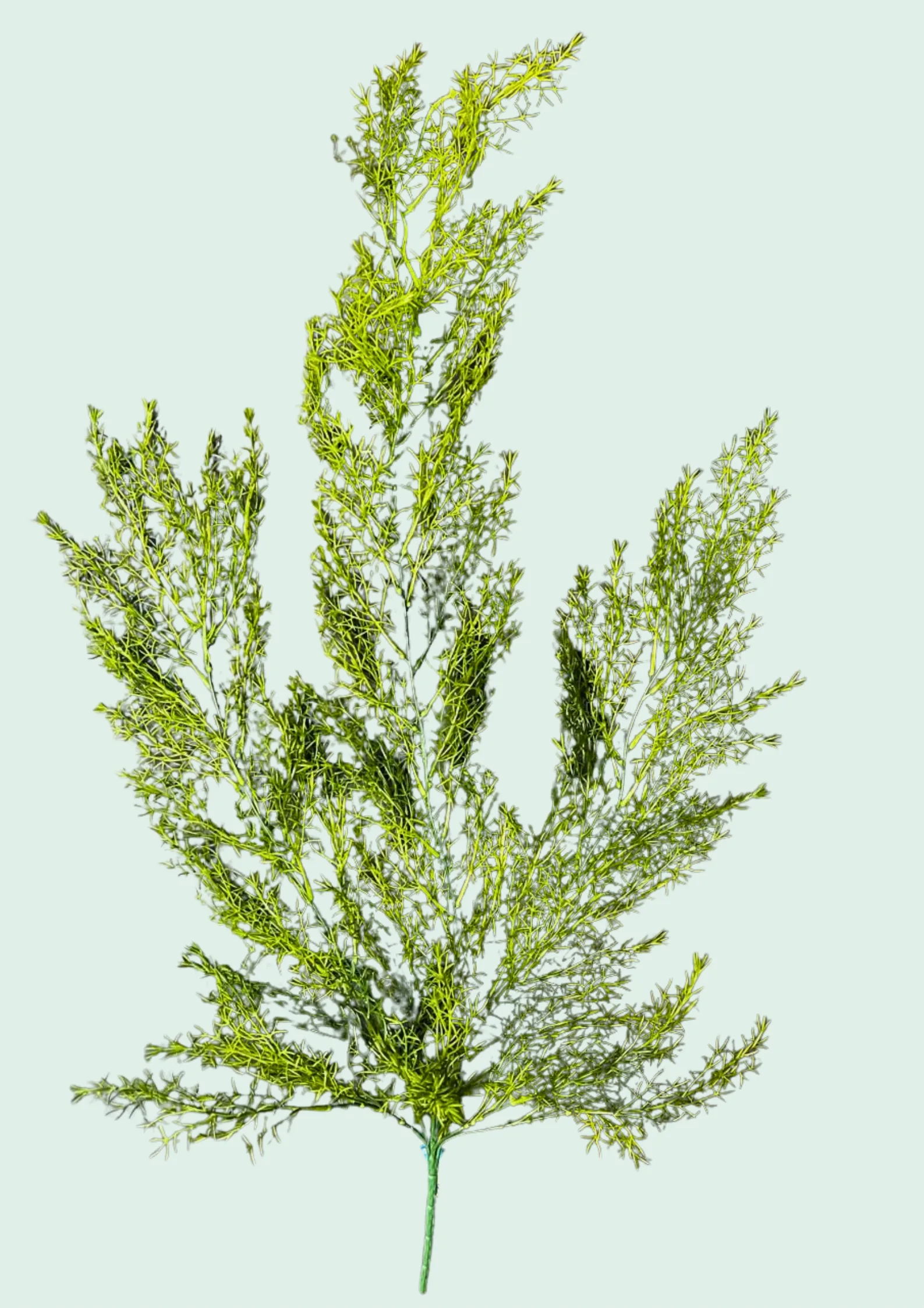 Asparagus Fern Spray