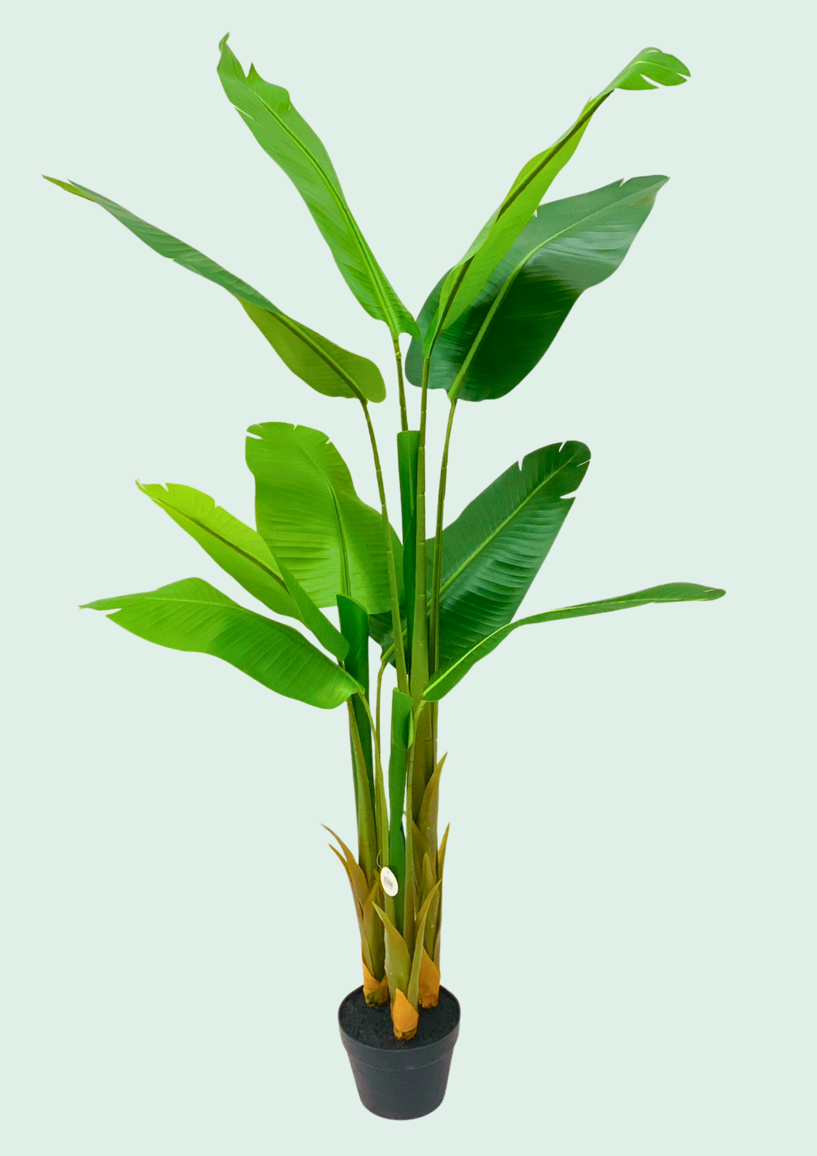 Banana Leaf Potted