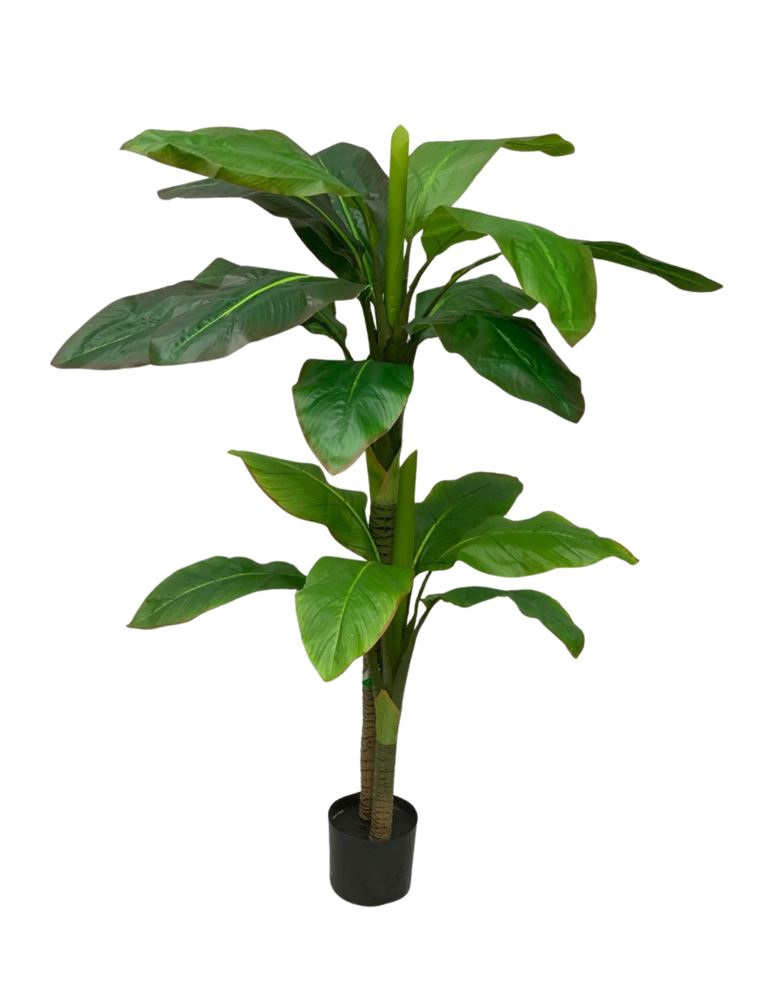 Banana Plant