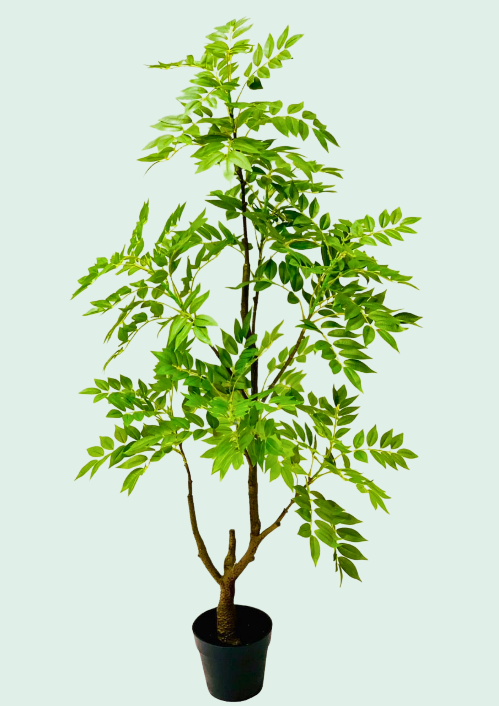 Bay Laurel Style Potted Tree